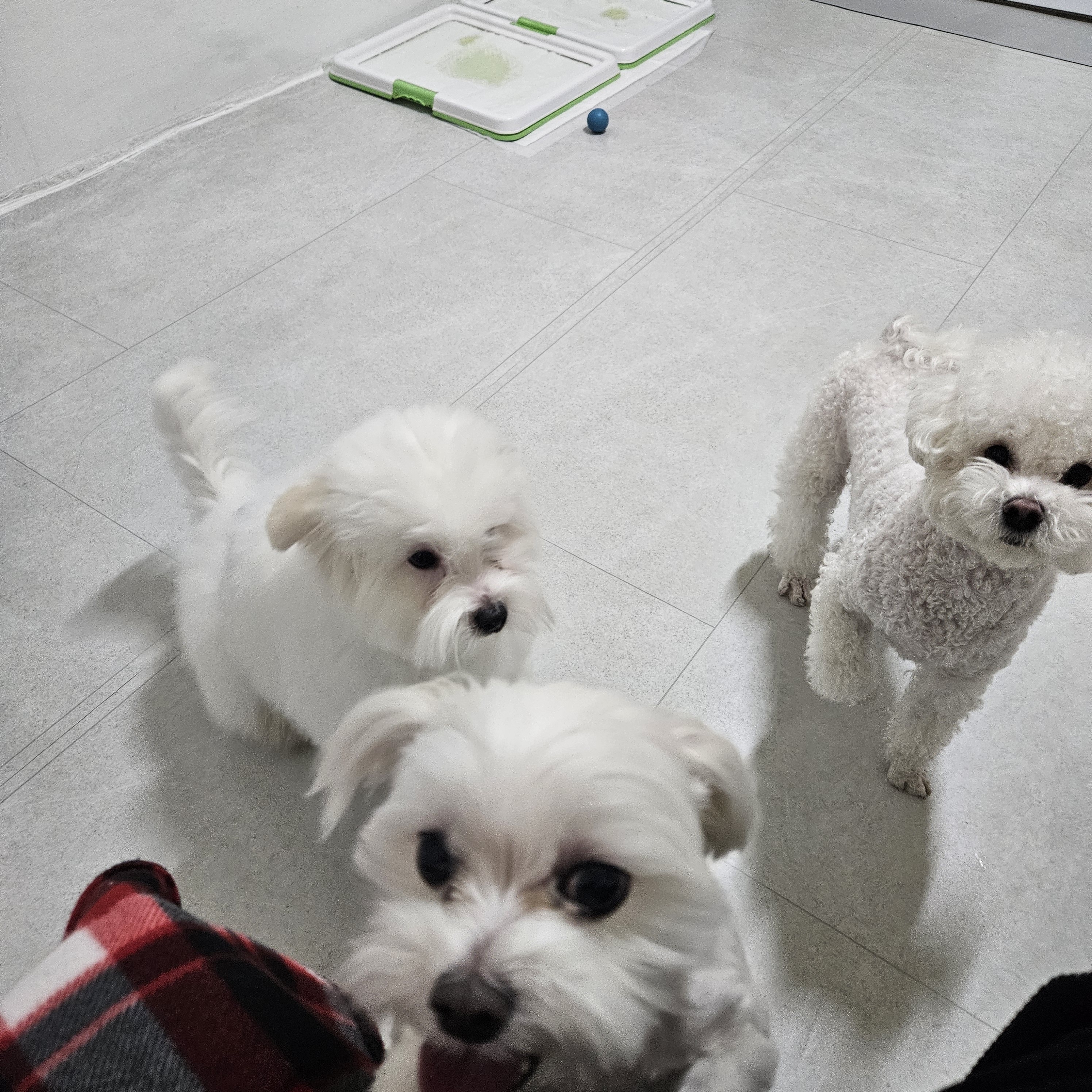 편안하개 대표 이미지