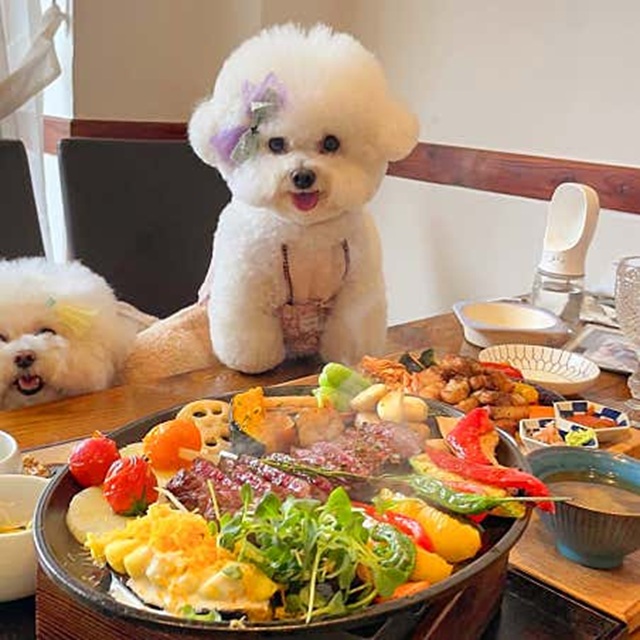 농가의식탁 포천점 경기 애견맛집