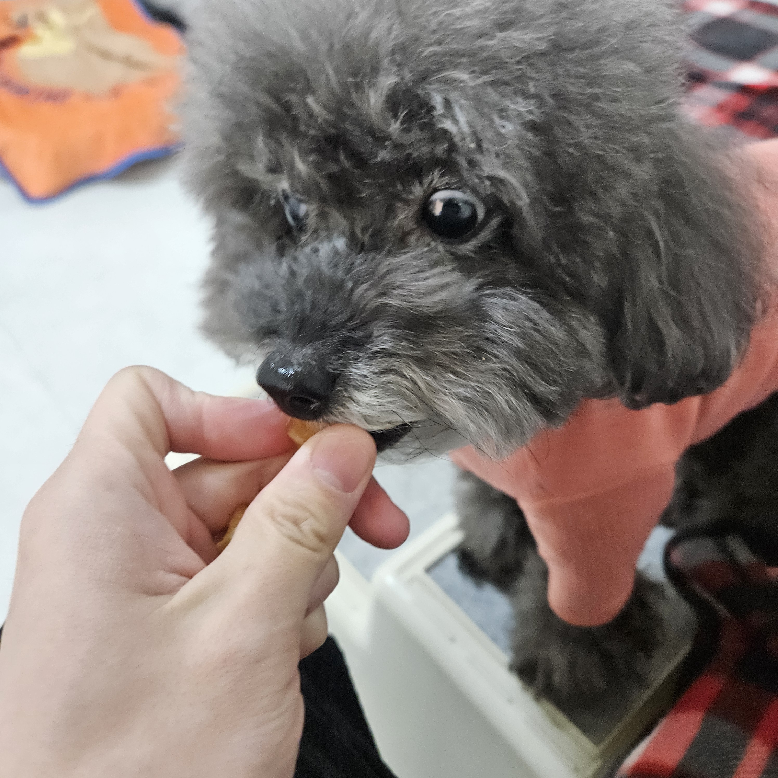 편안하개 대표 이미지