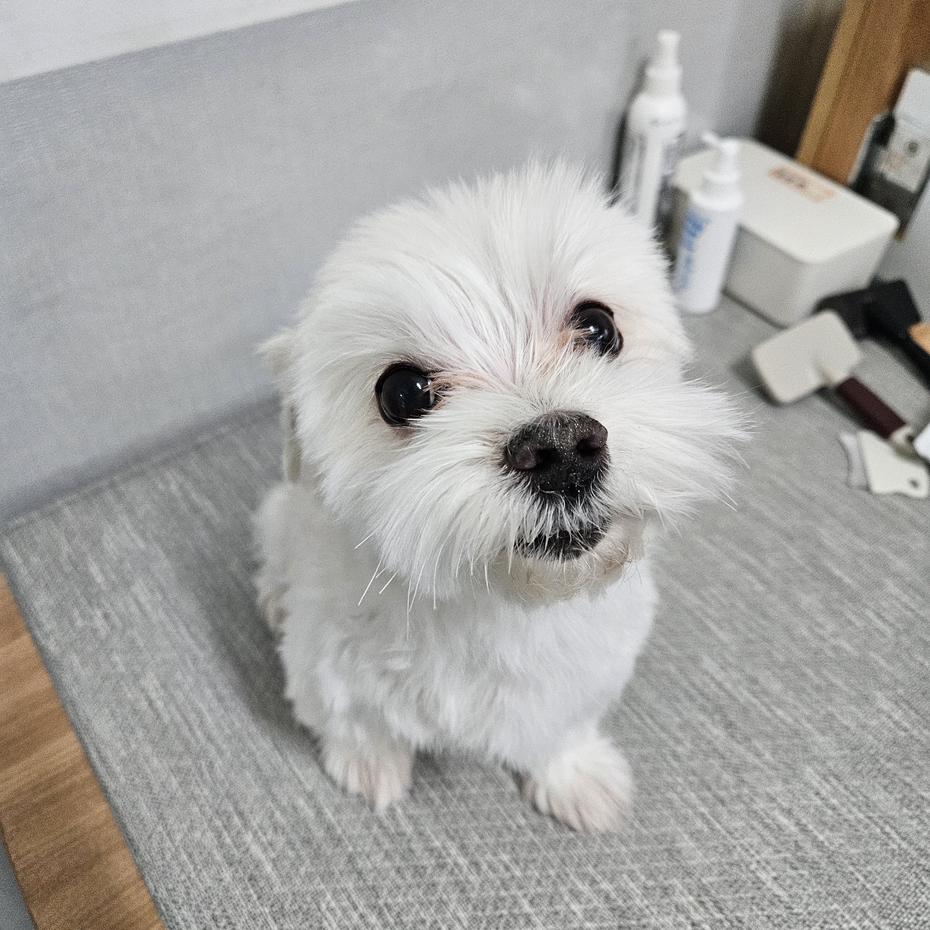 편안하개 애견호텔 대표 이미지