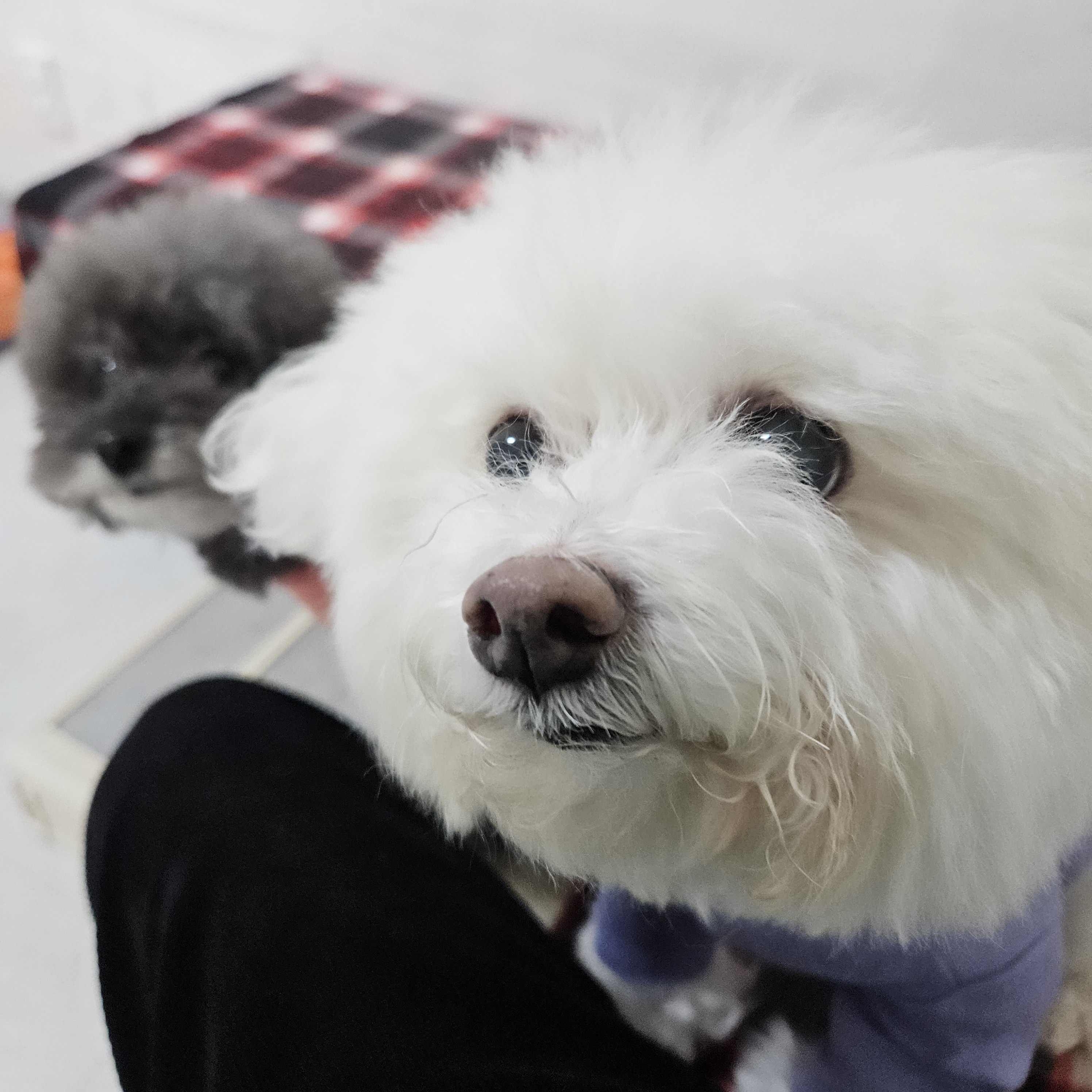 편안하개 대표 이미지