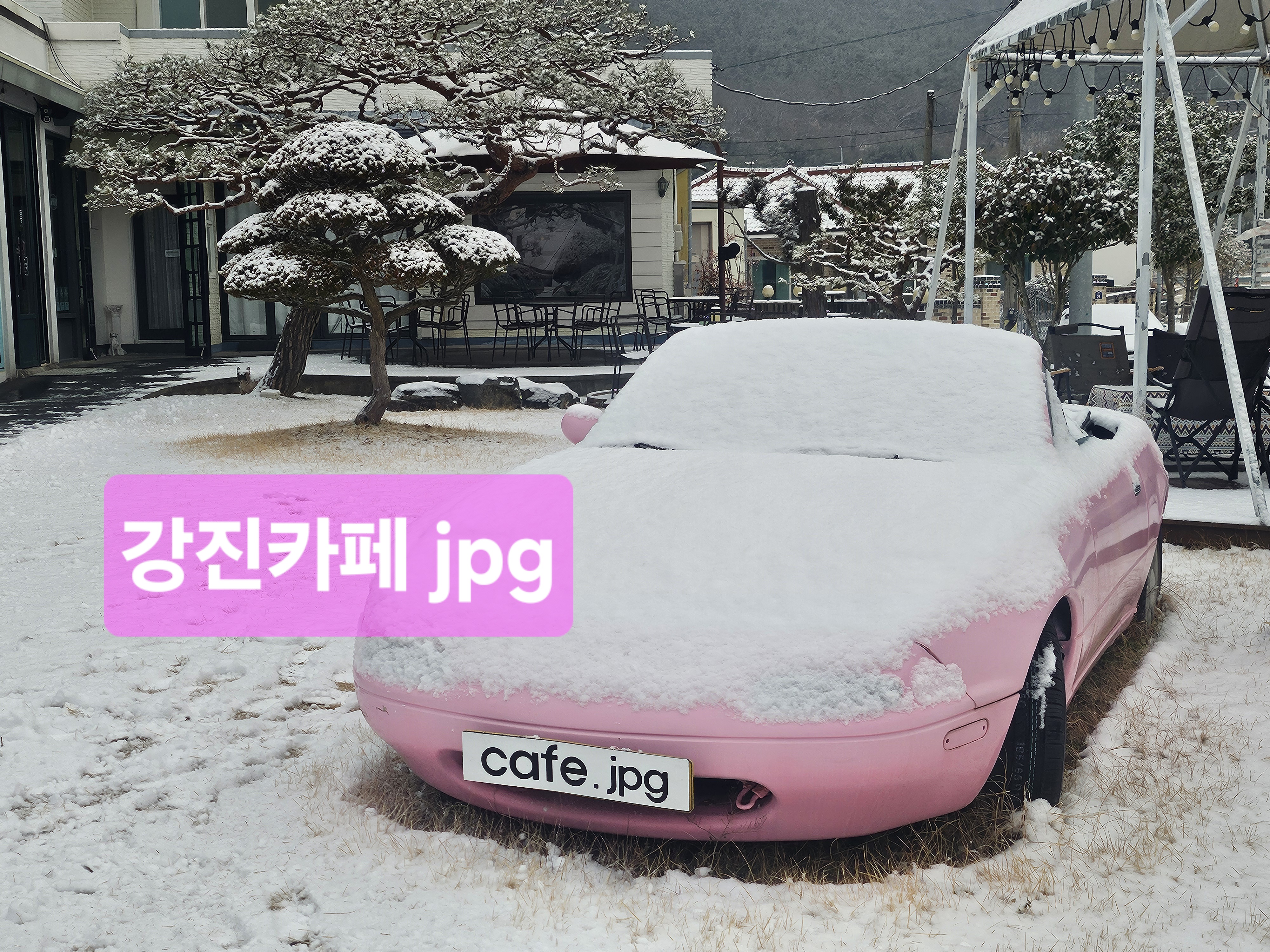 카페JPG 반려동물 동반 애견카페