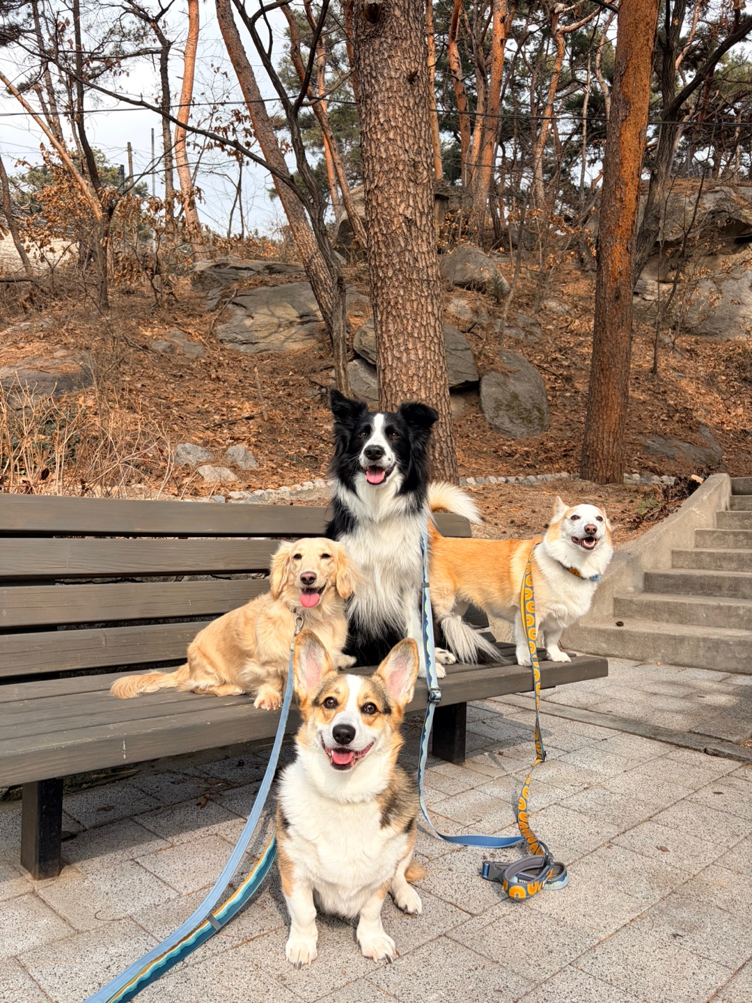 댕구르르 대표 이미지