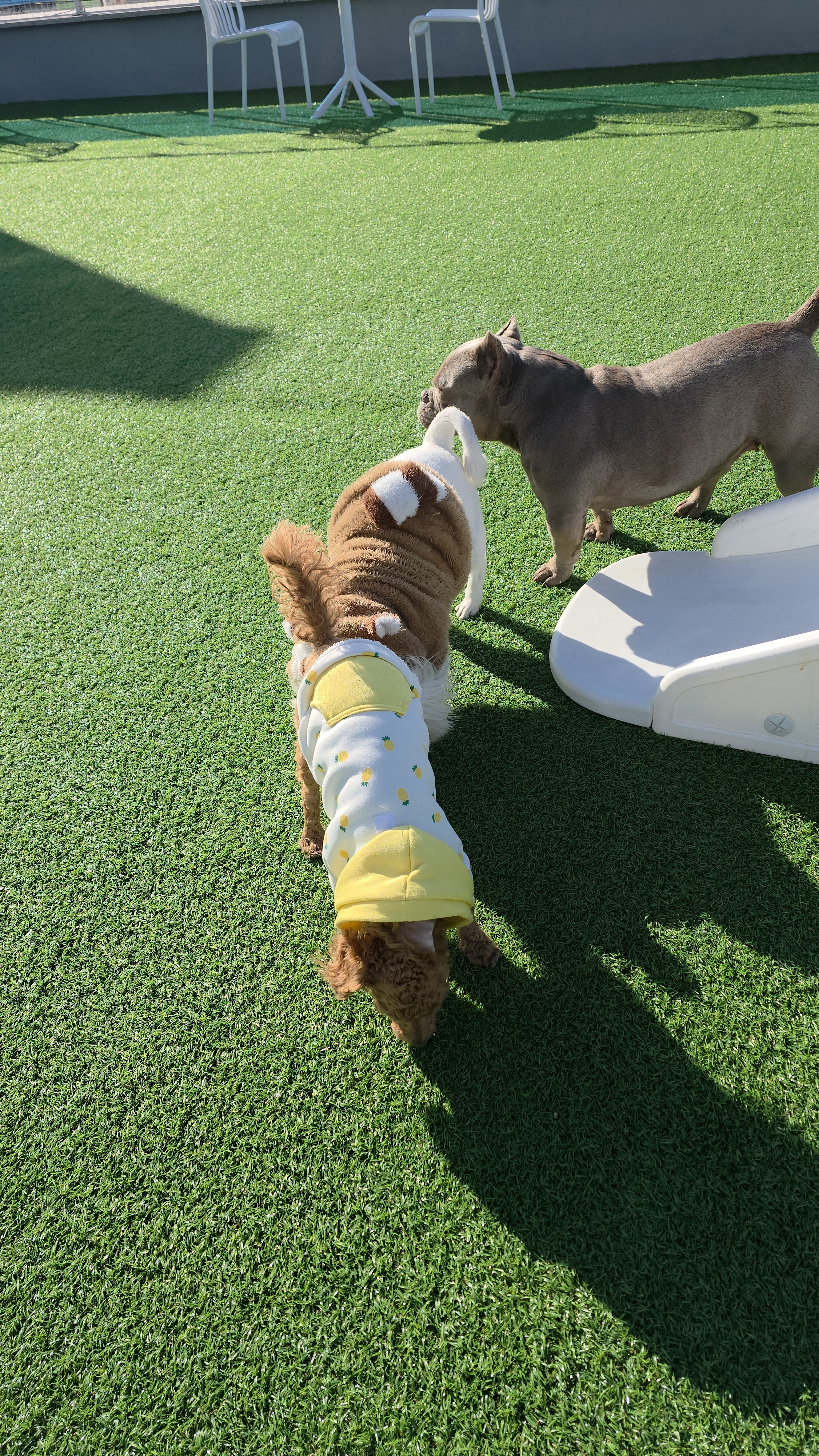 탑독애견카페 대표 이미지