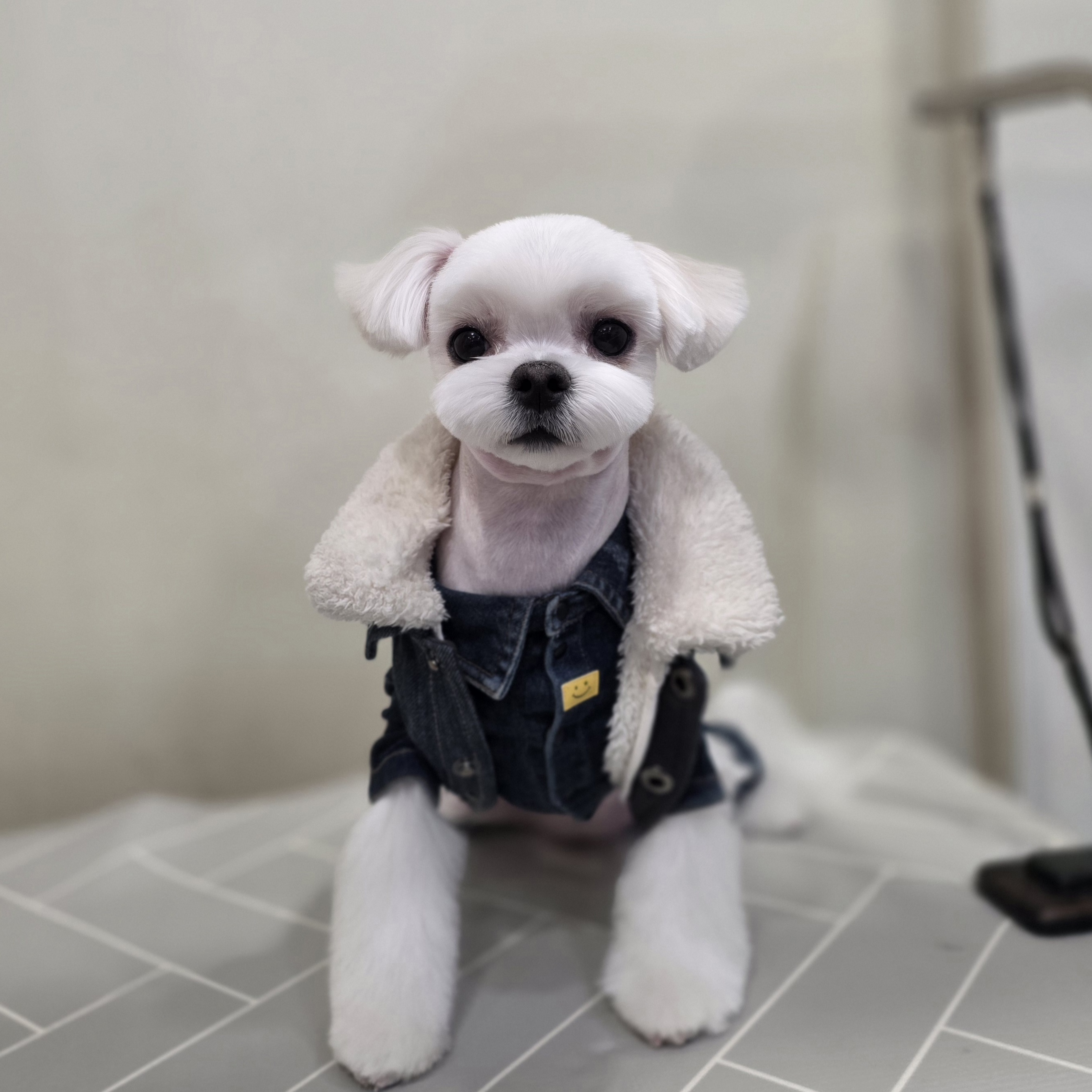 솔리스텔라 대표 이미지