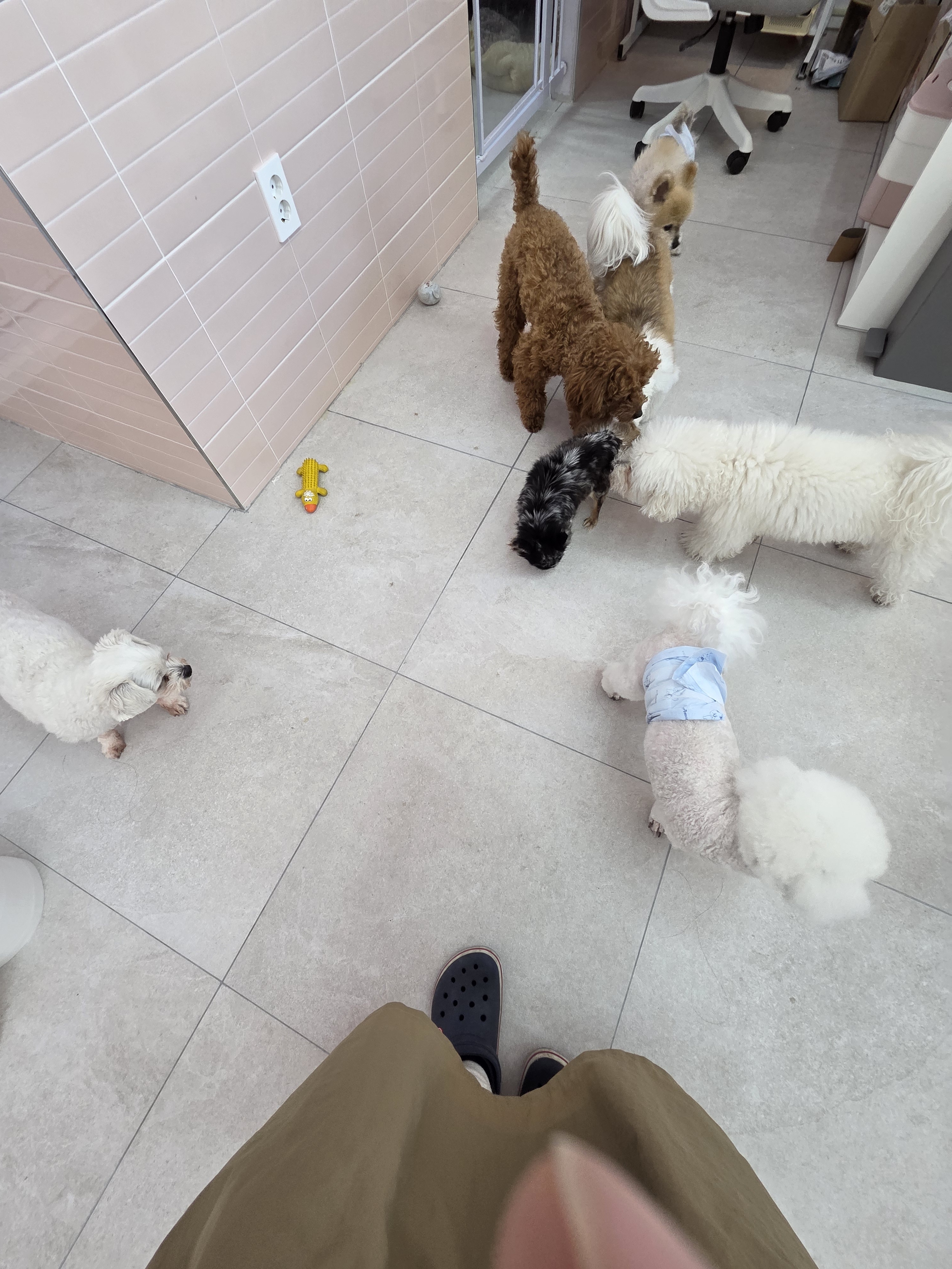 쁘띠렐라 대표 이미지