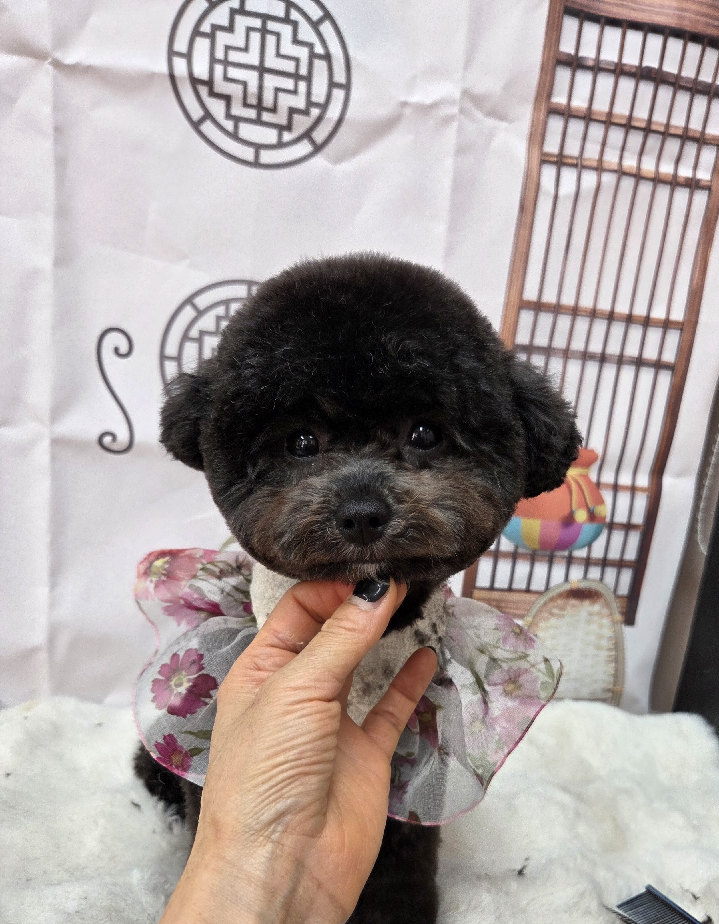 럽독 대표 이미지