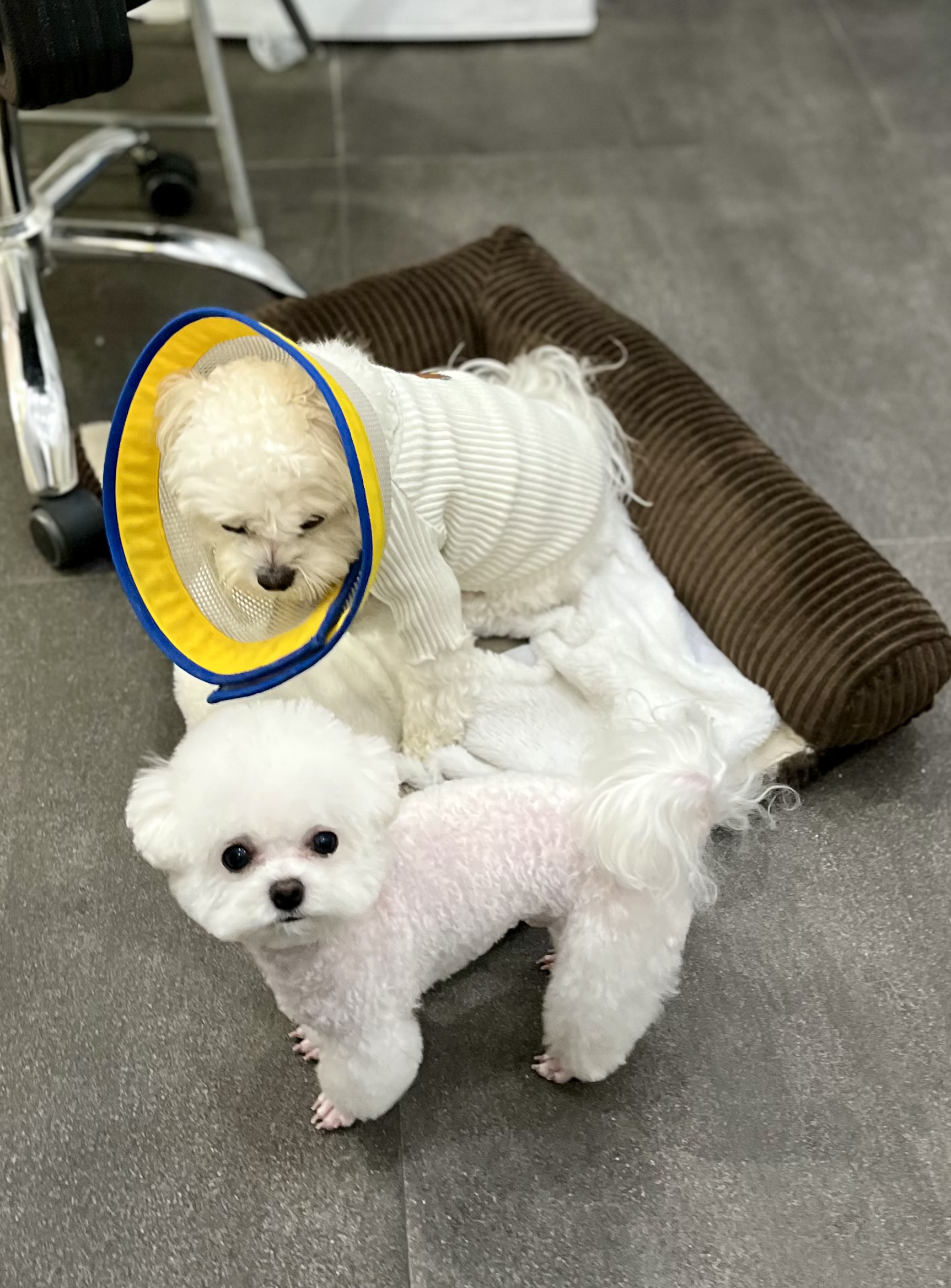 뽀도독 대표 이미지