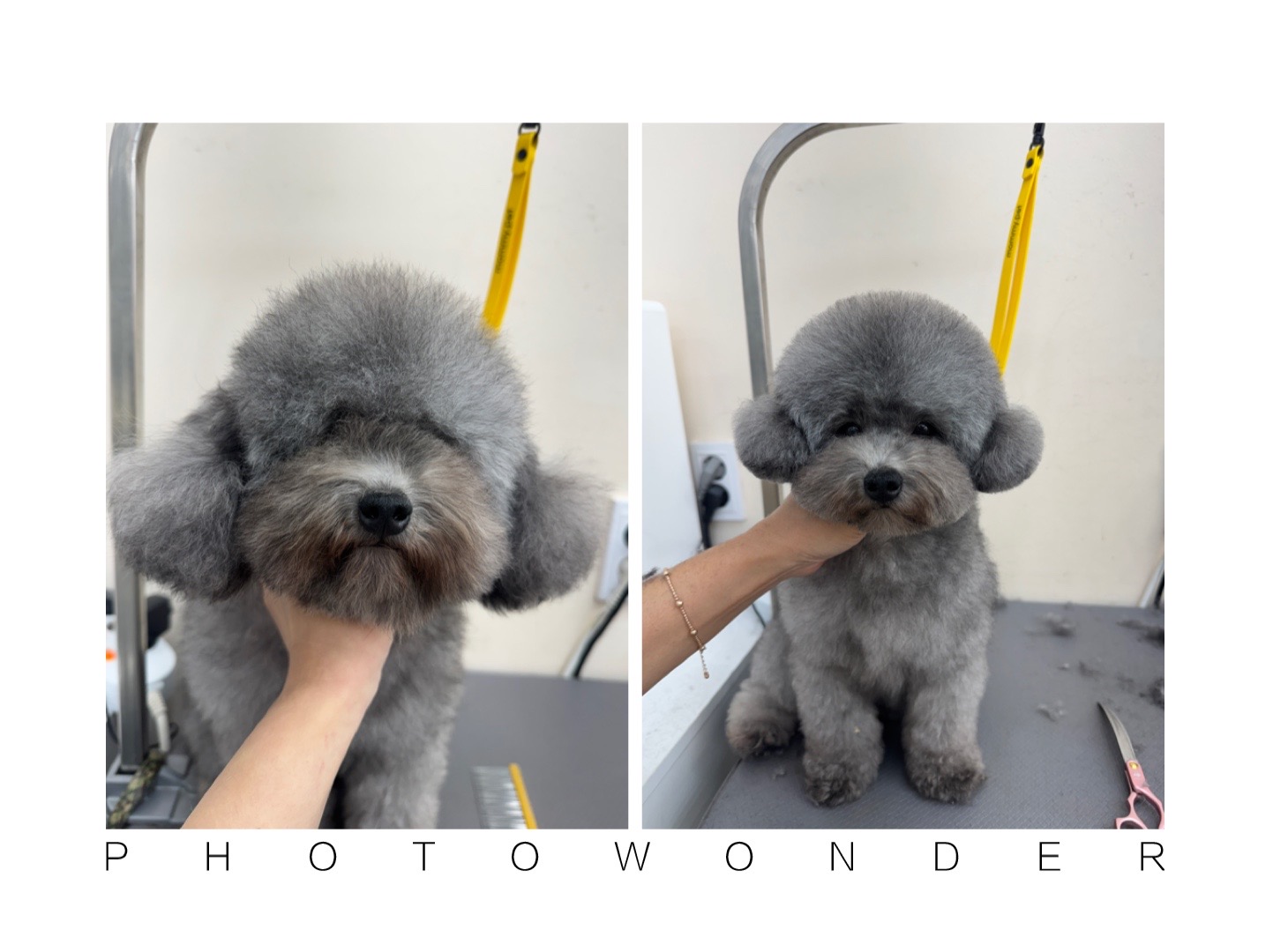 뽀숑이즈백 대표 이미지