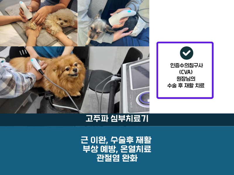 동물병원산책 이미지