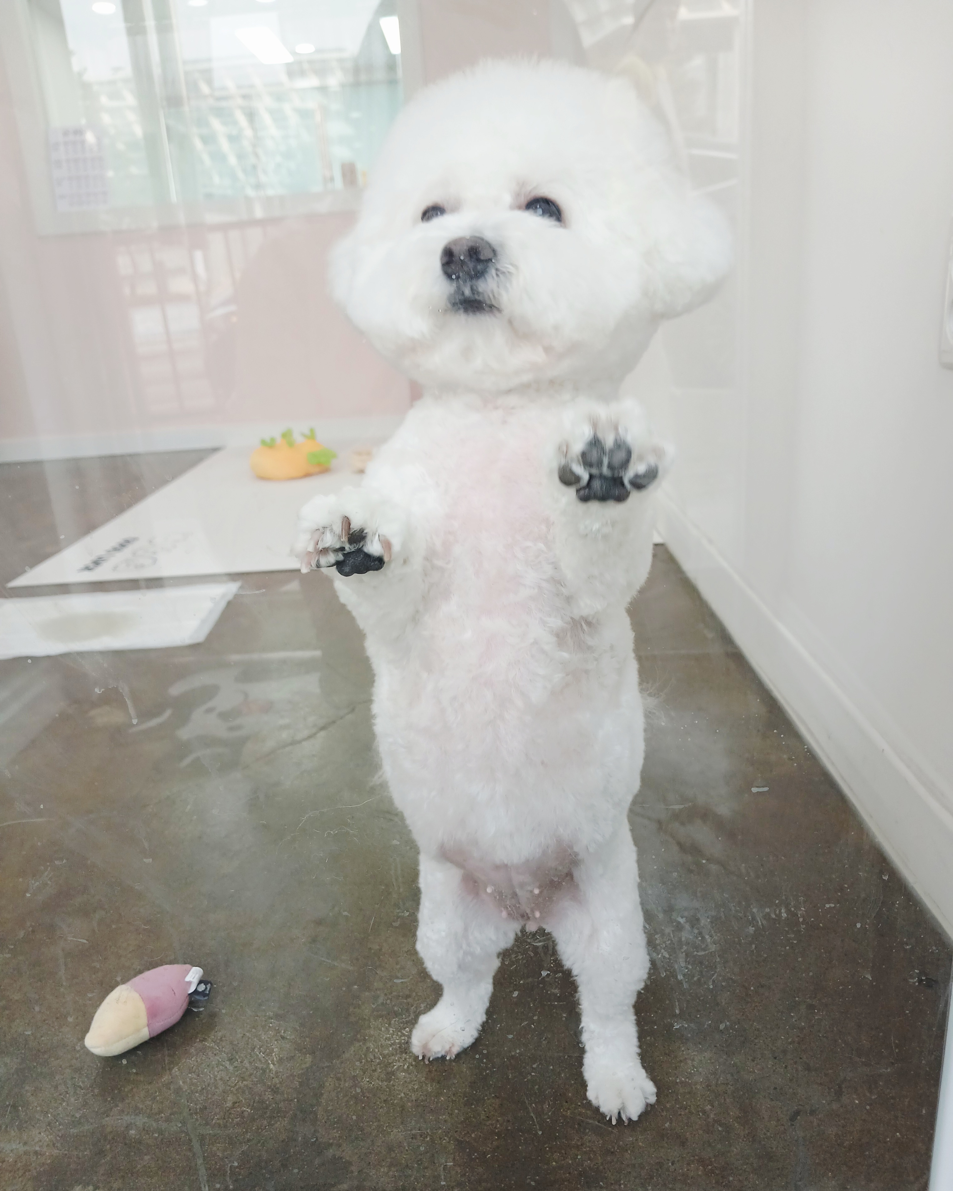 댕살롱 대표 이미지
