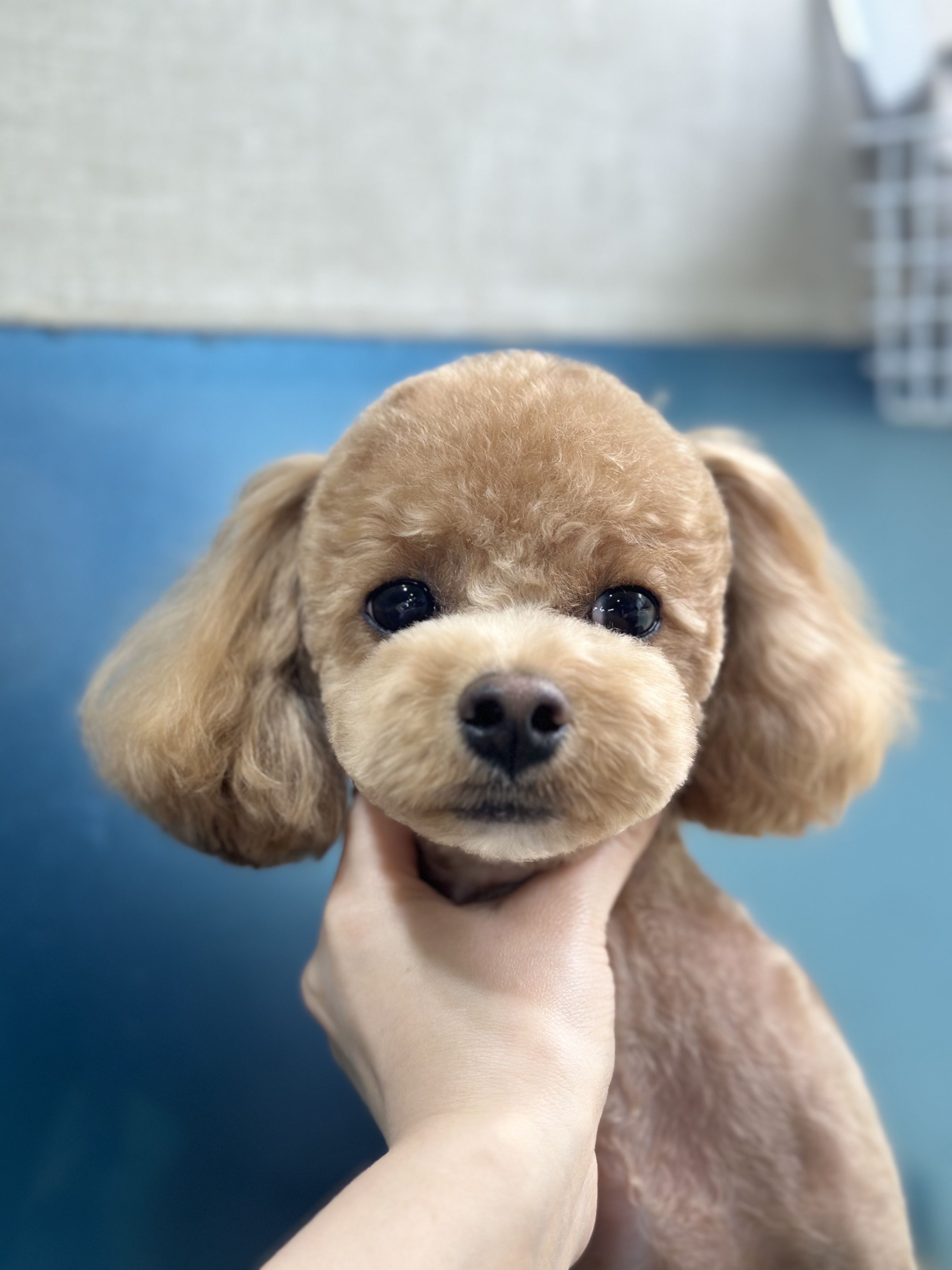 몽글몽글 대표 이미지