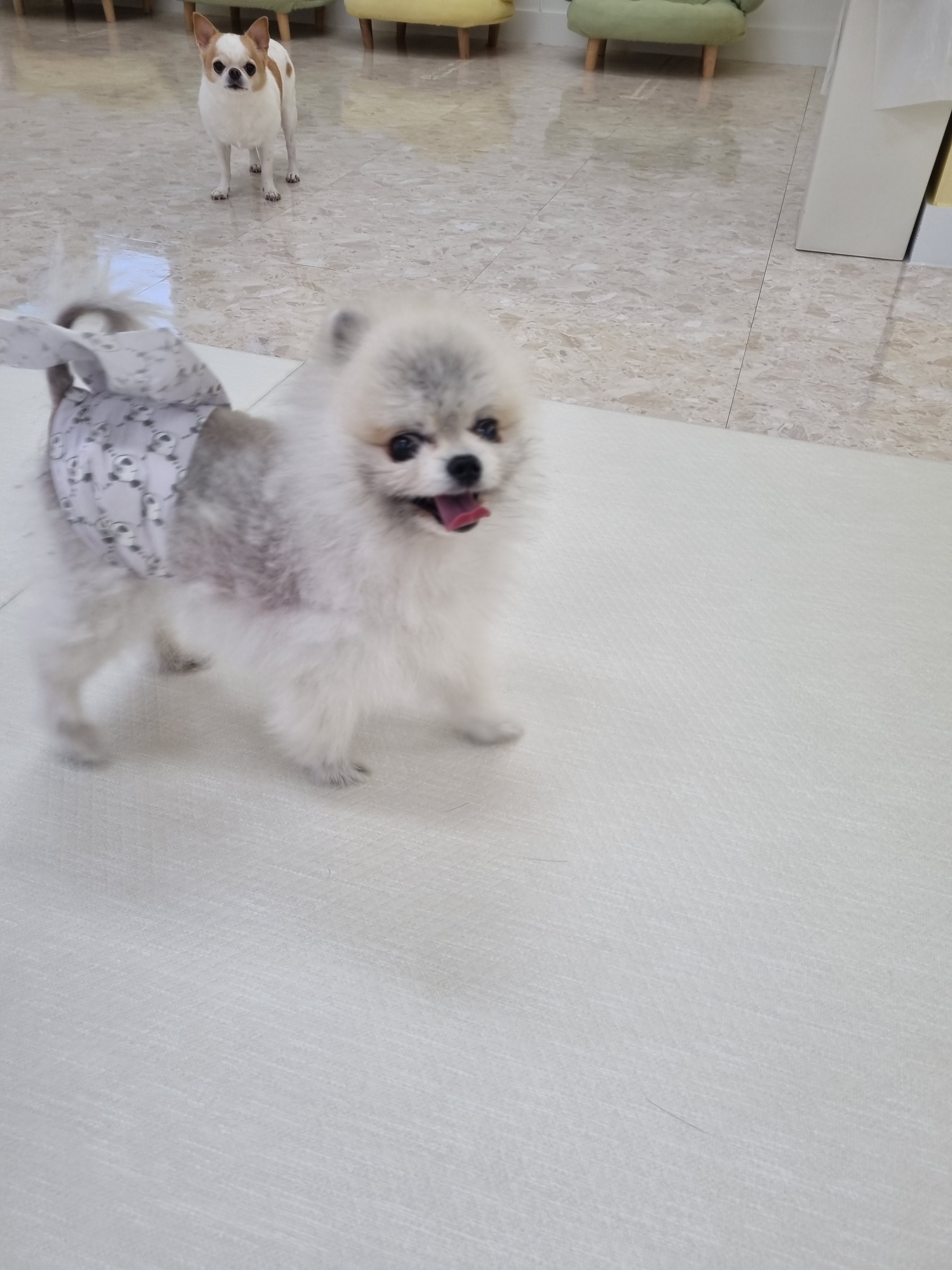 히플독