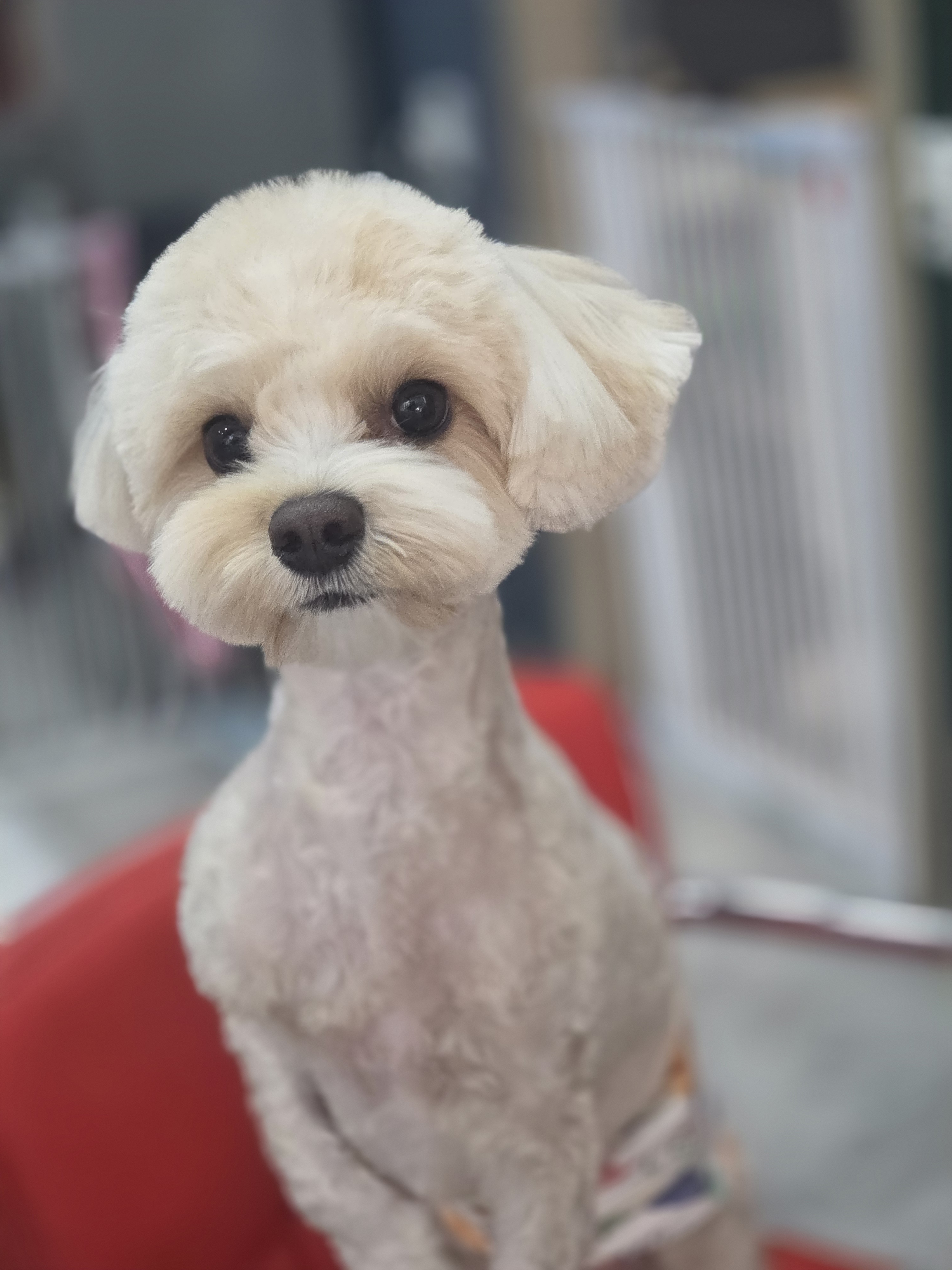 꼬망이펫샵 대표 이미지