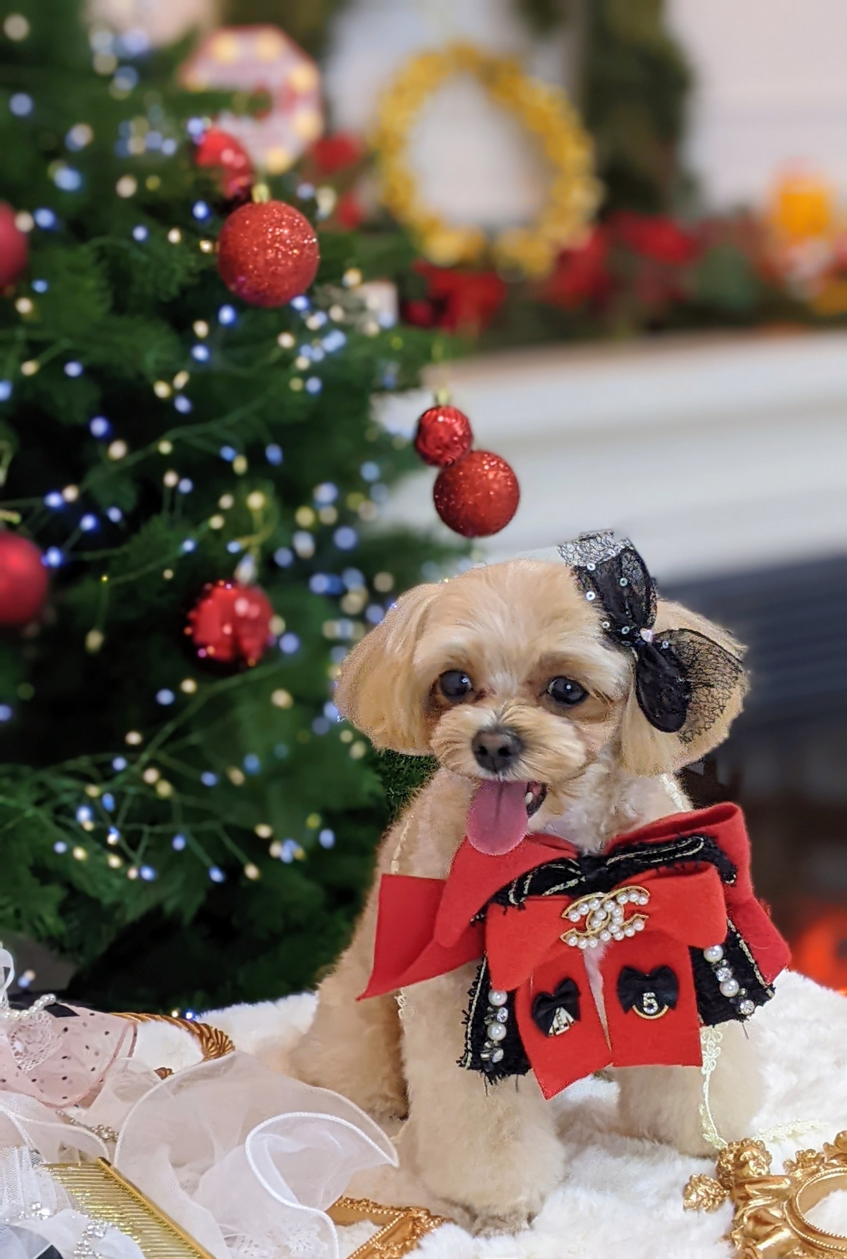 도리네 애견호텔 대표 이미지