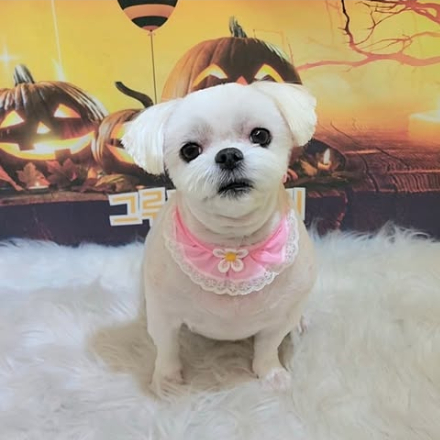 그루밍스토리 대표 이미지
