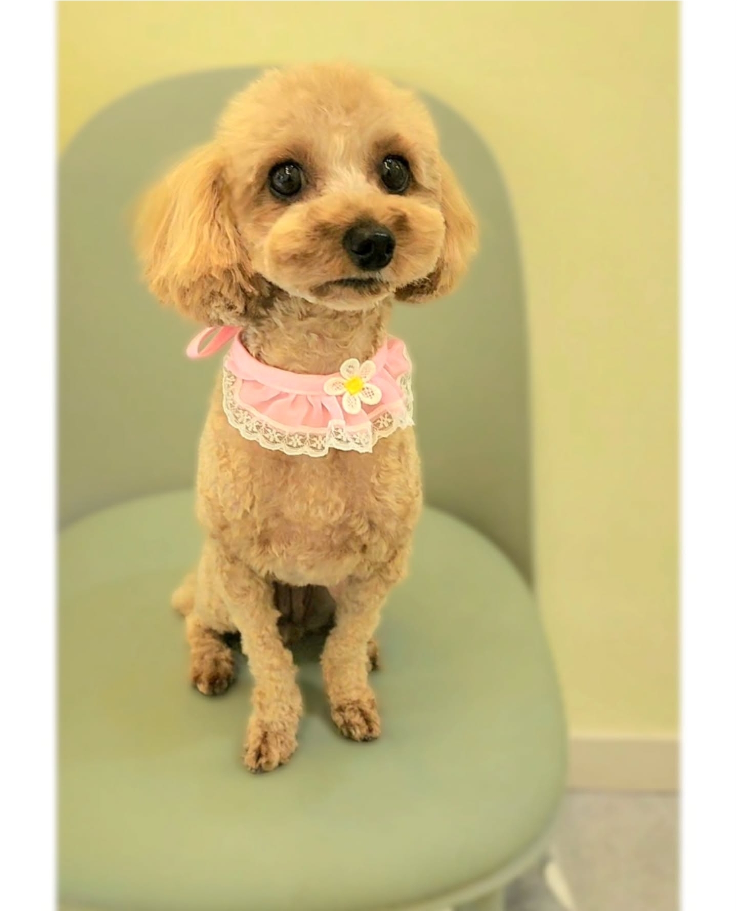 그루밍스토리 대표 이미지