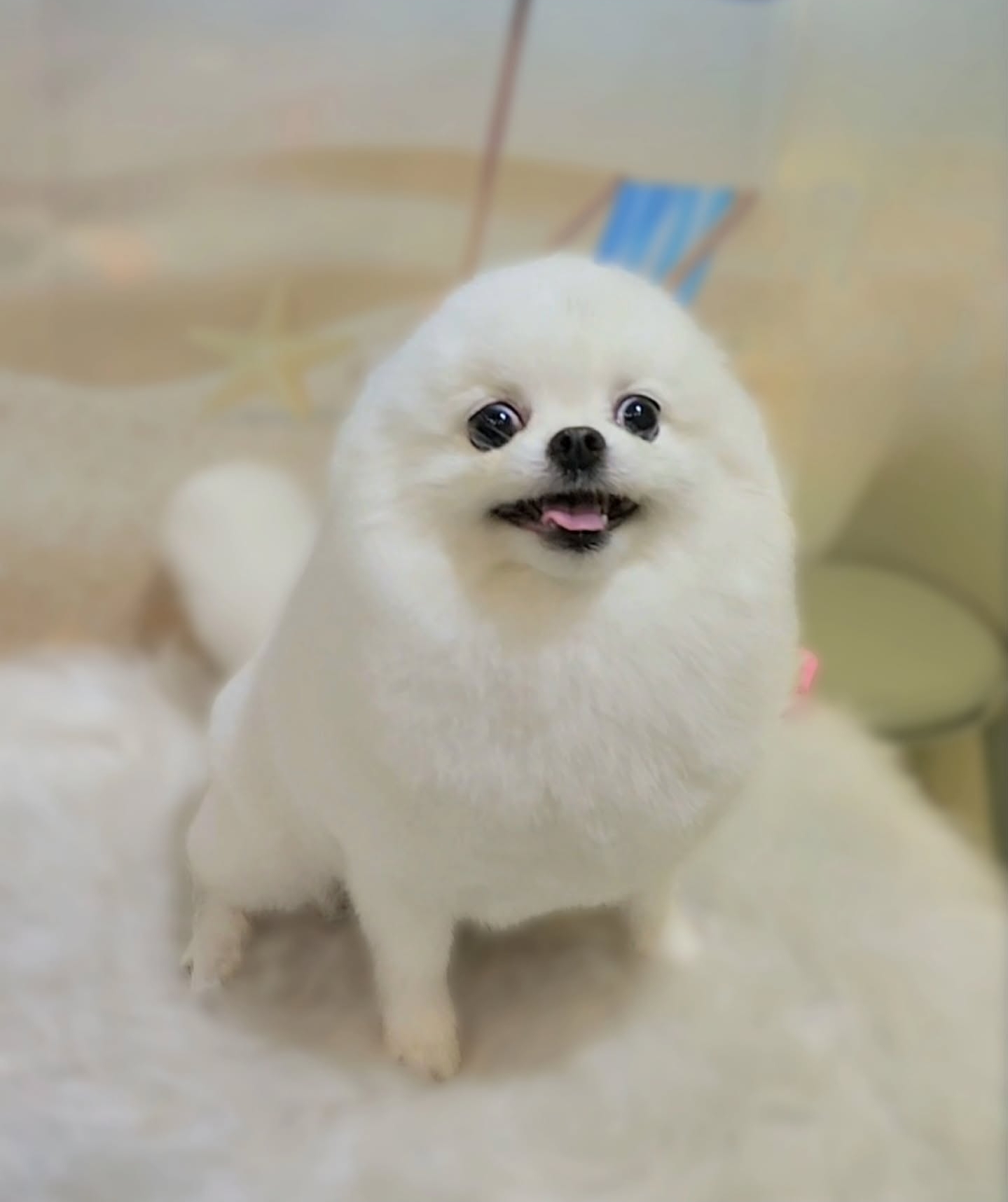 그루밍스토리 대표 이미지