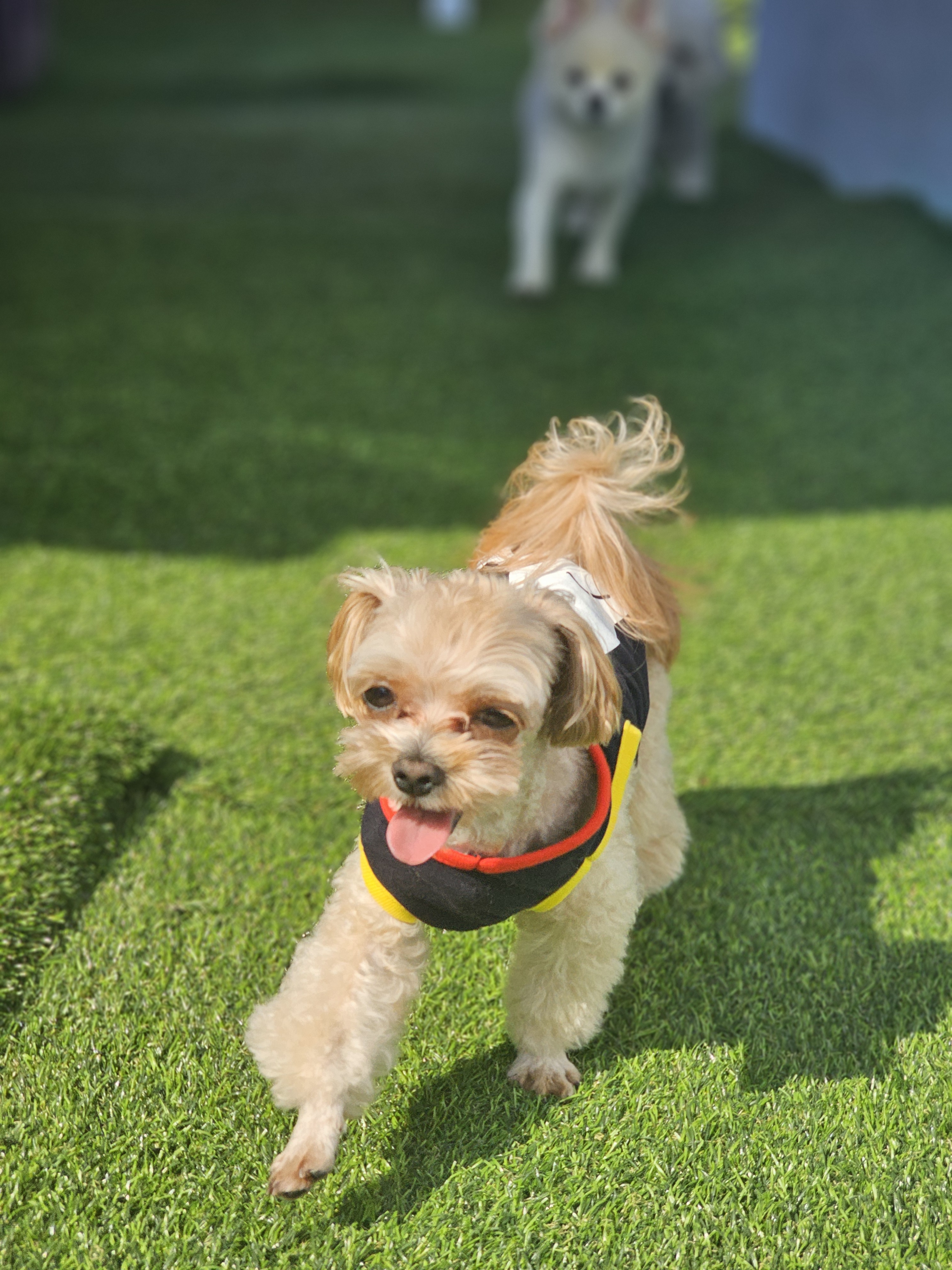 도리네 애견호텔 대표 이미지