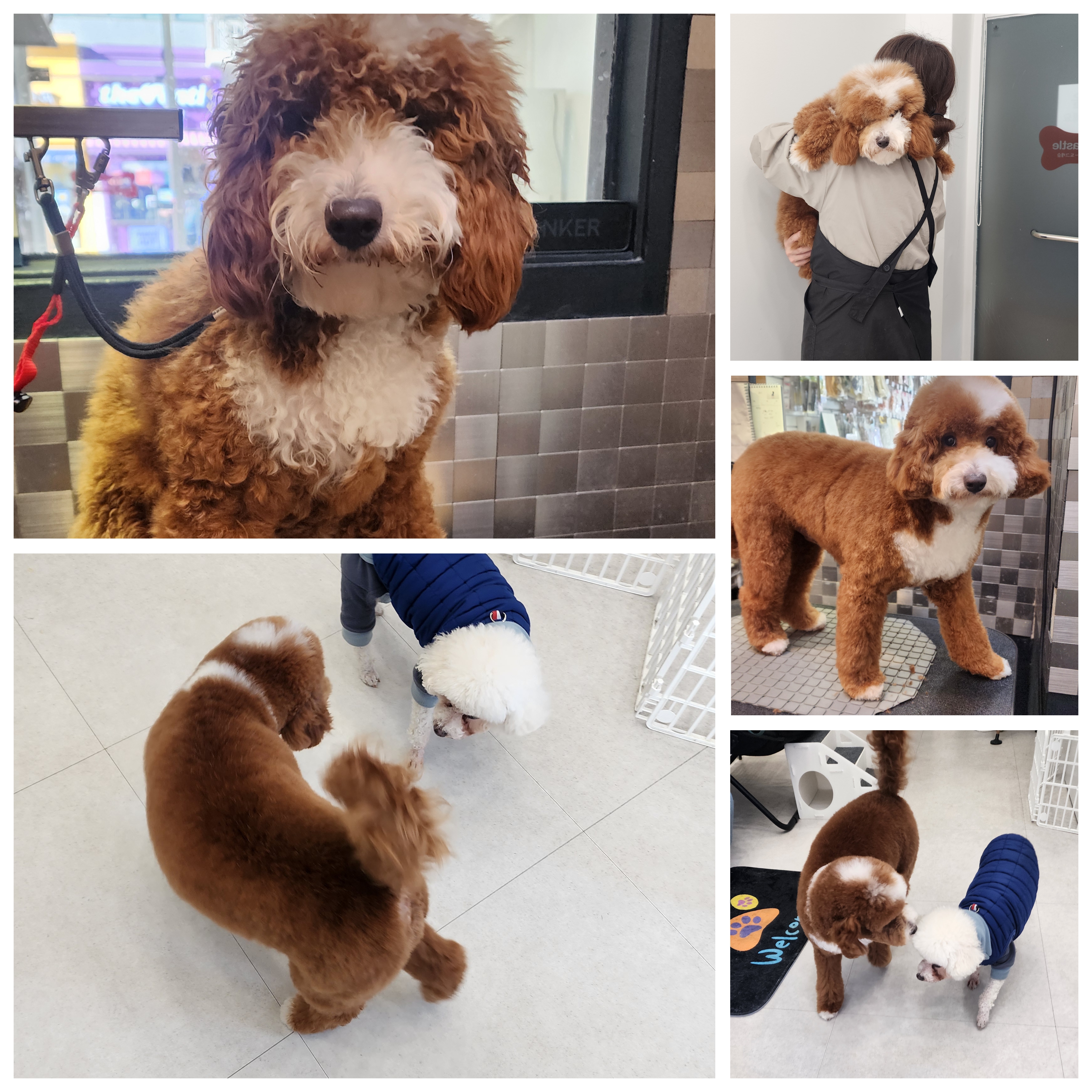도그캐슬 대표 이미지