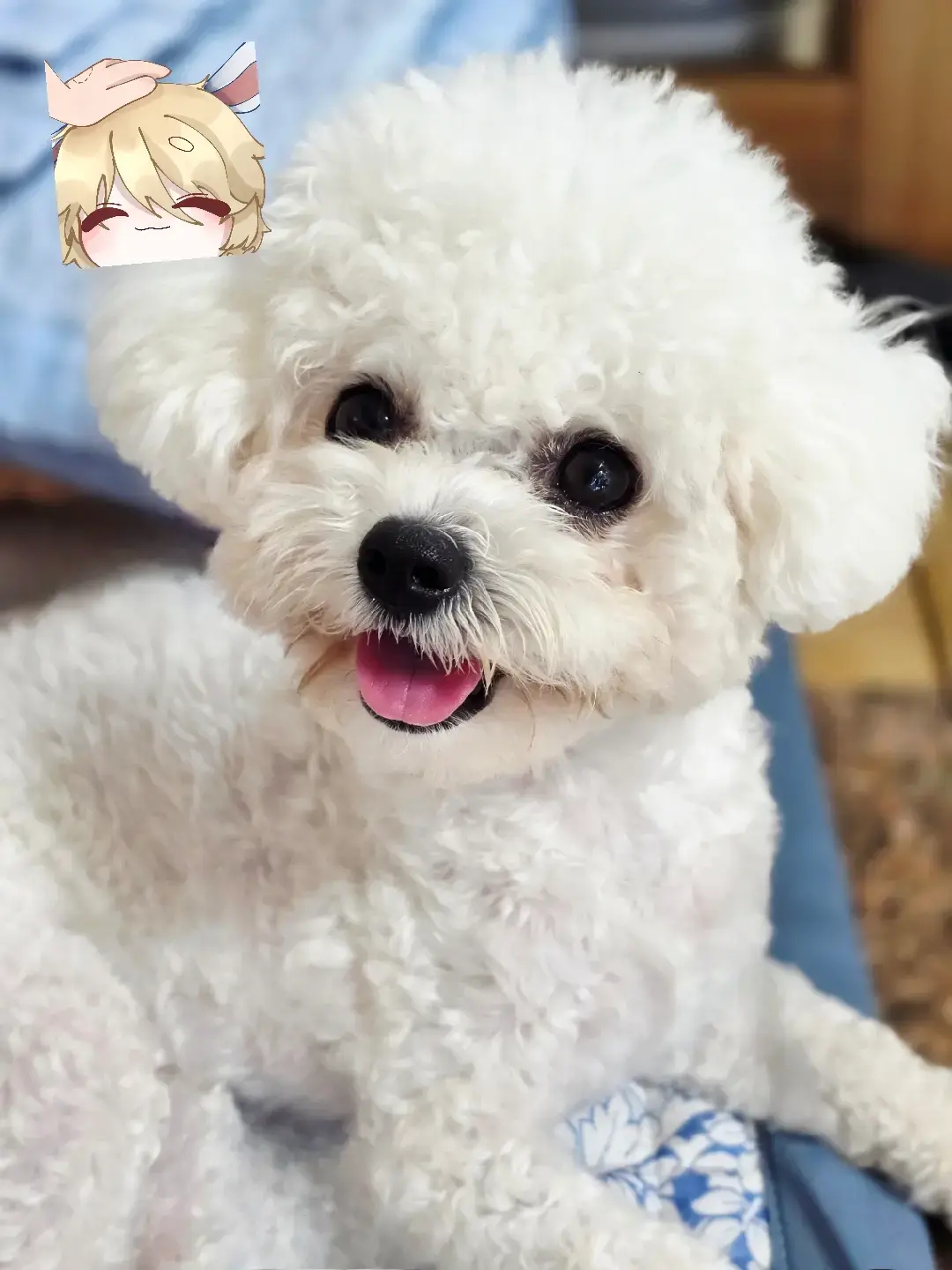 논산팻시터서비스 대표 이미지