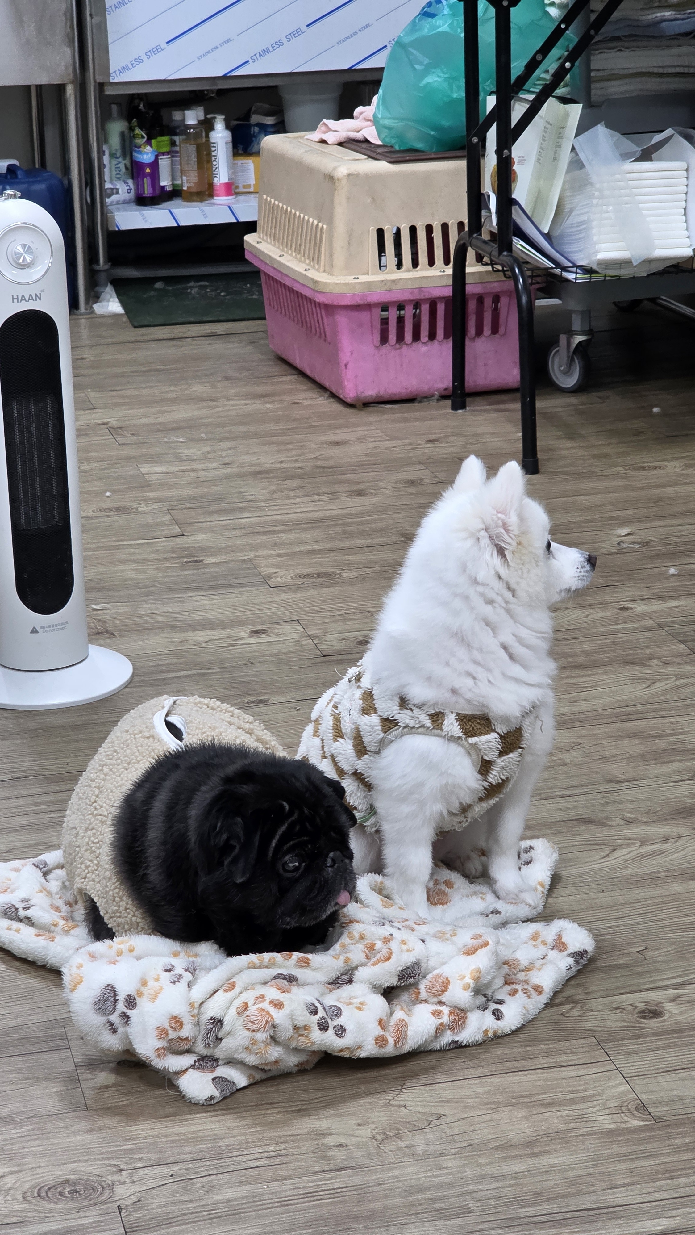 논산팻시터서비스 대표 이미지