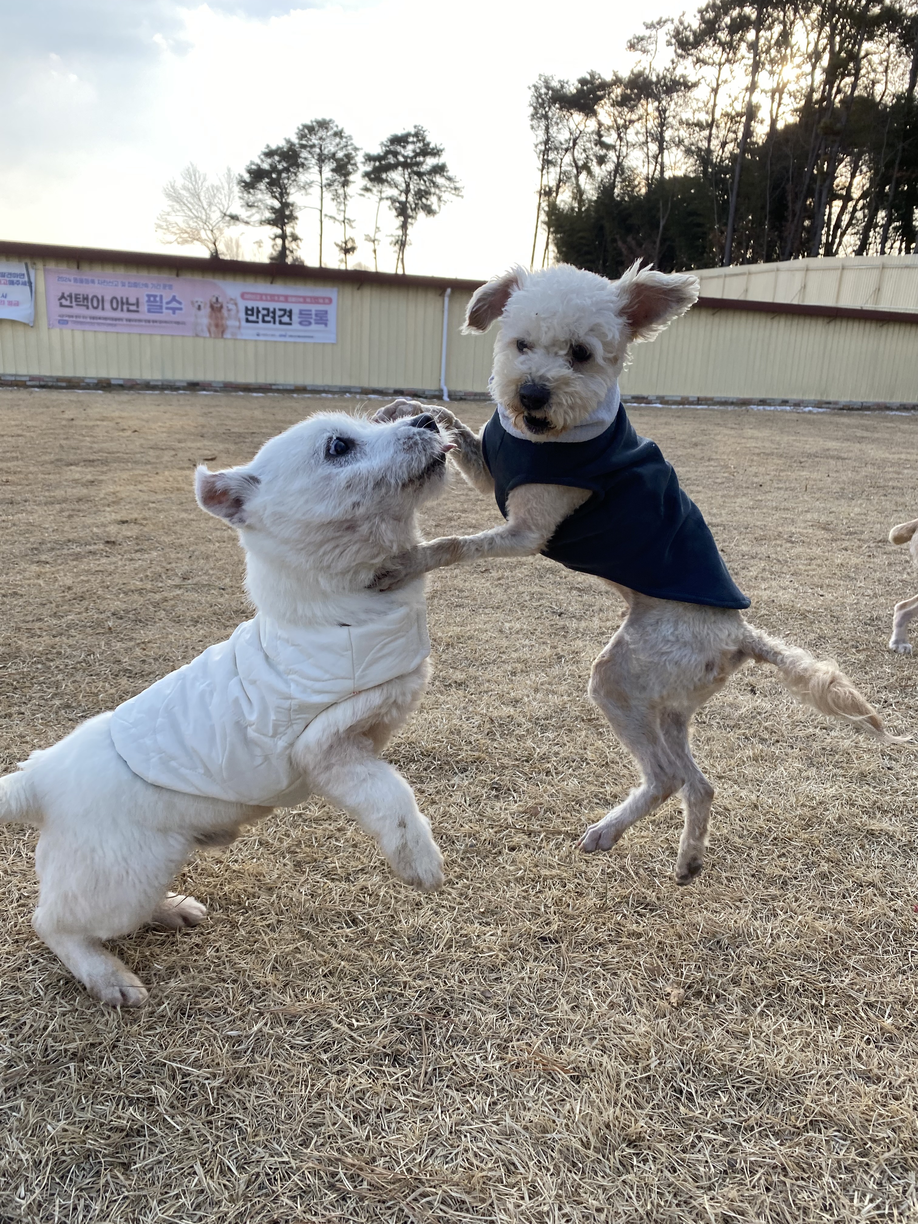 테리어 4