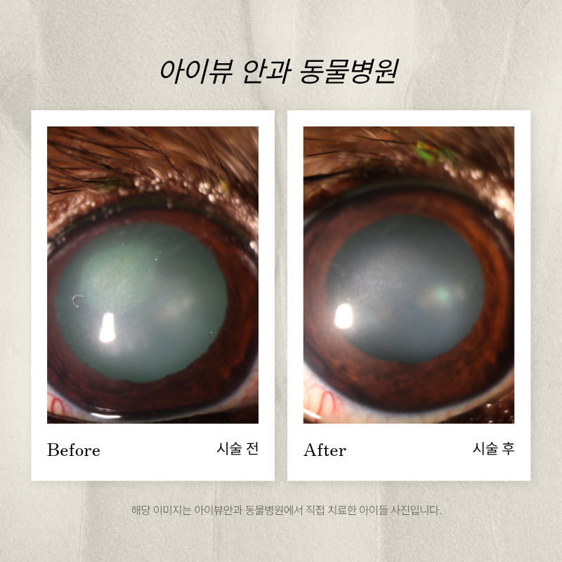 아이뷰안과동물병원 대표 이미지