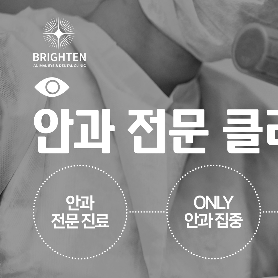 브라이튼안과치과동물병원 대표 이미지