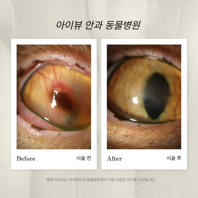 마포아이뷰안과동물병원 대표 이미지
