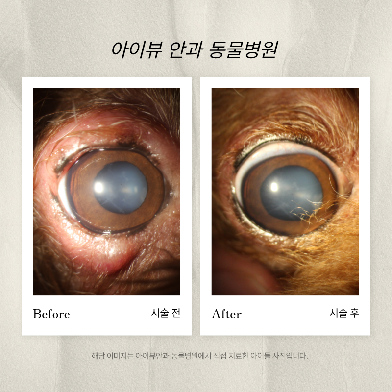 마포아이뷰안과동물병원 대표 이미지