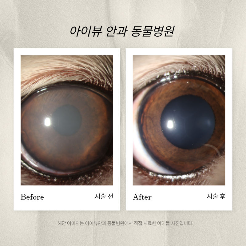 마포아이뷰안과동물병원 대표 이미지