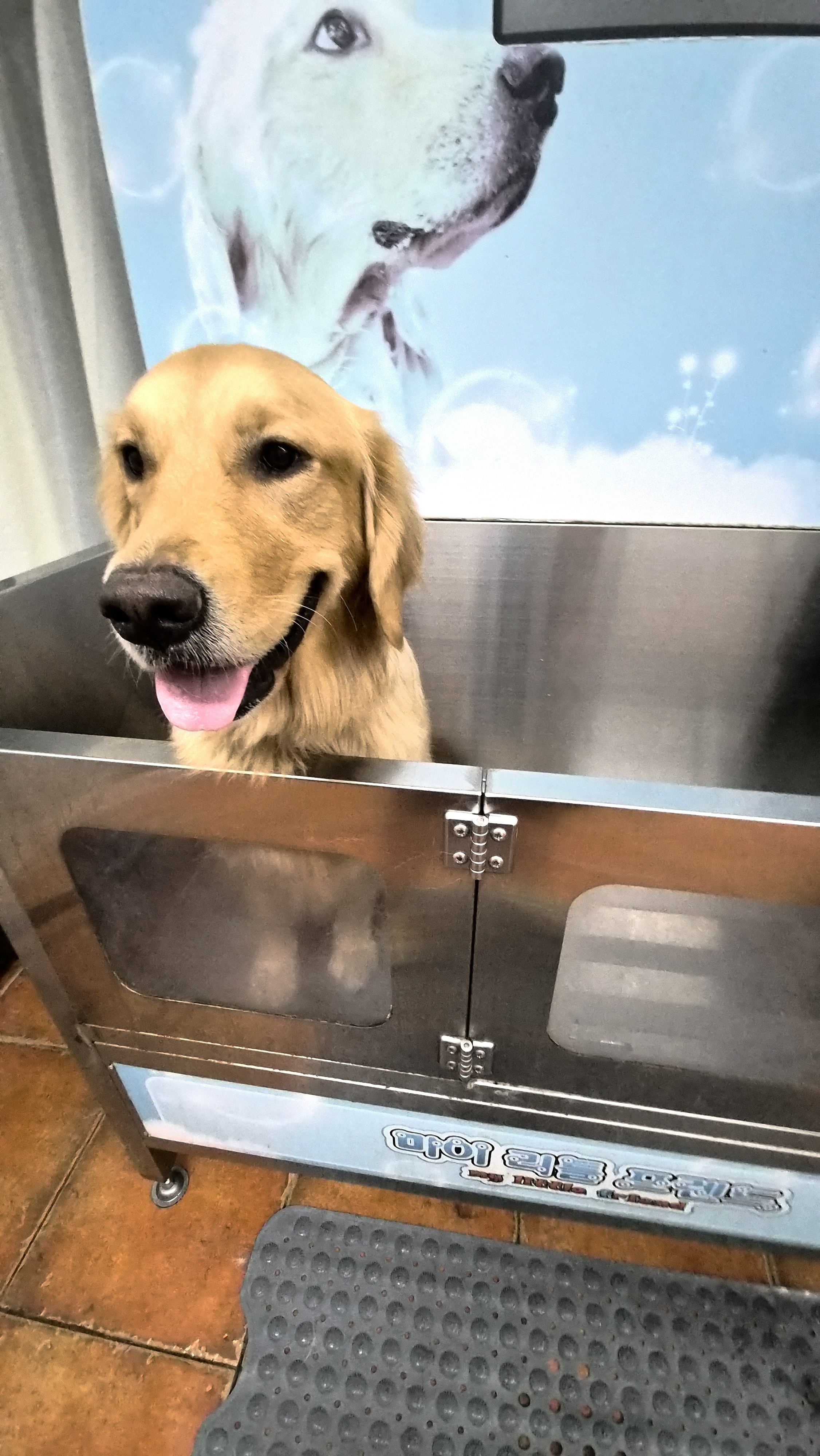 마이리틀프렌드 위탁목욕 대표 이미지