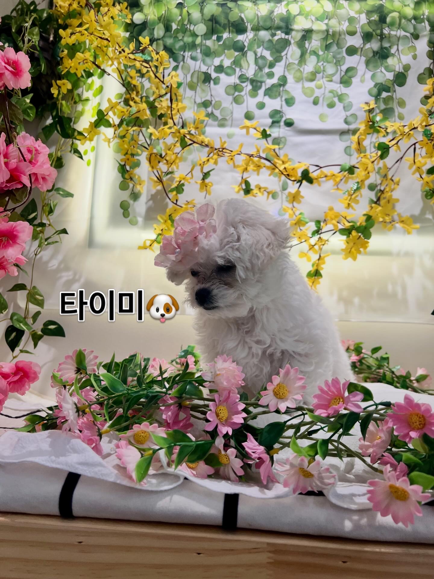 멍타임 대표 이미지