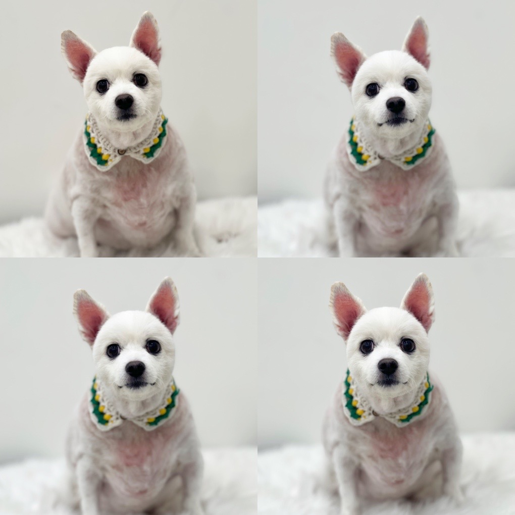 몽시어 대표 이미지