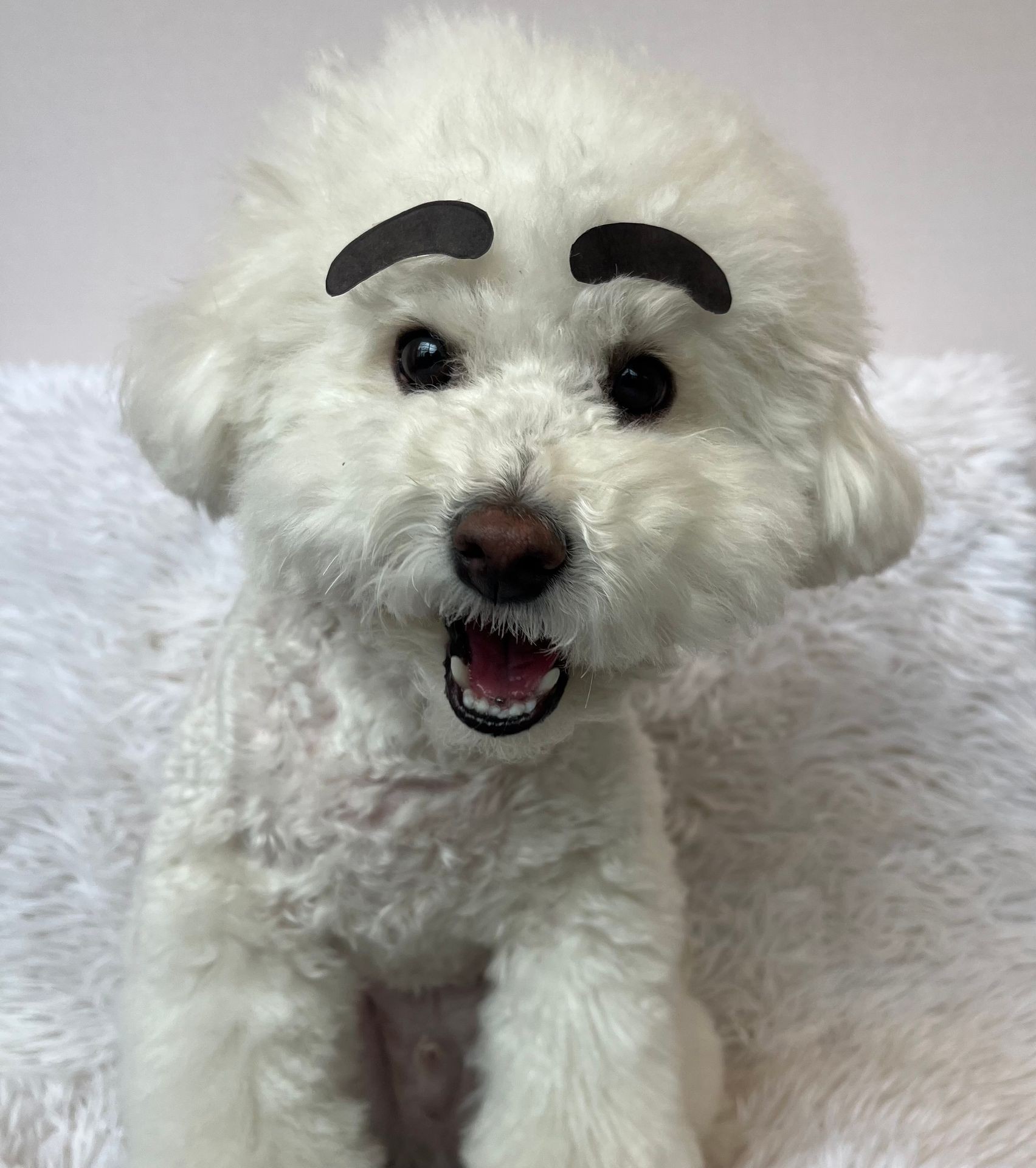 옐레드 대표 이미지