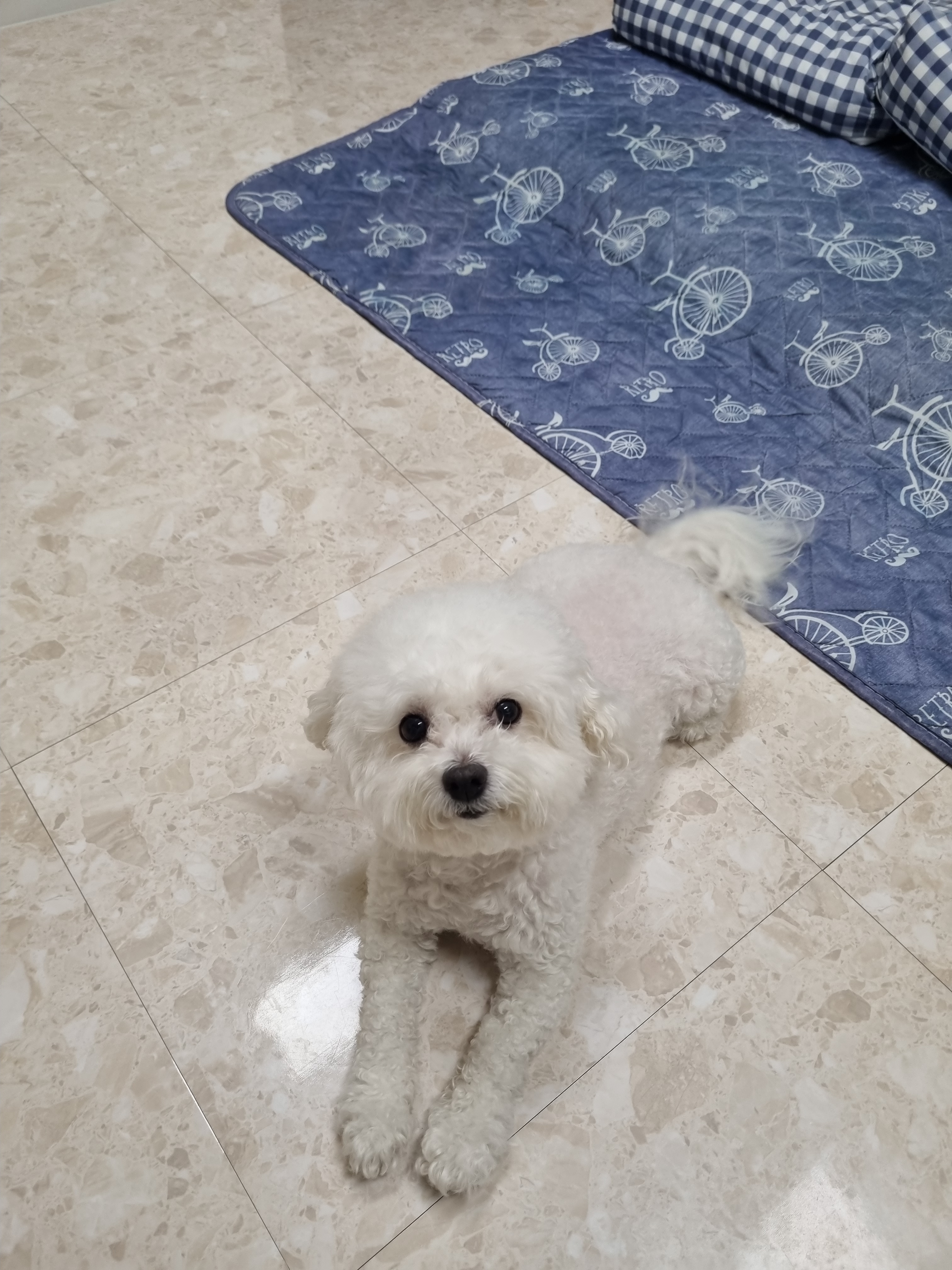 히플독 대표 이미지