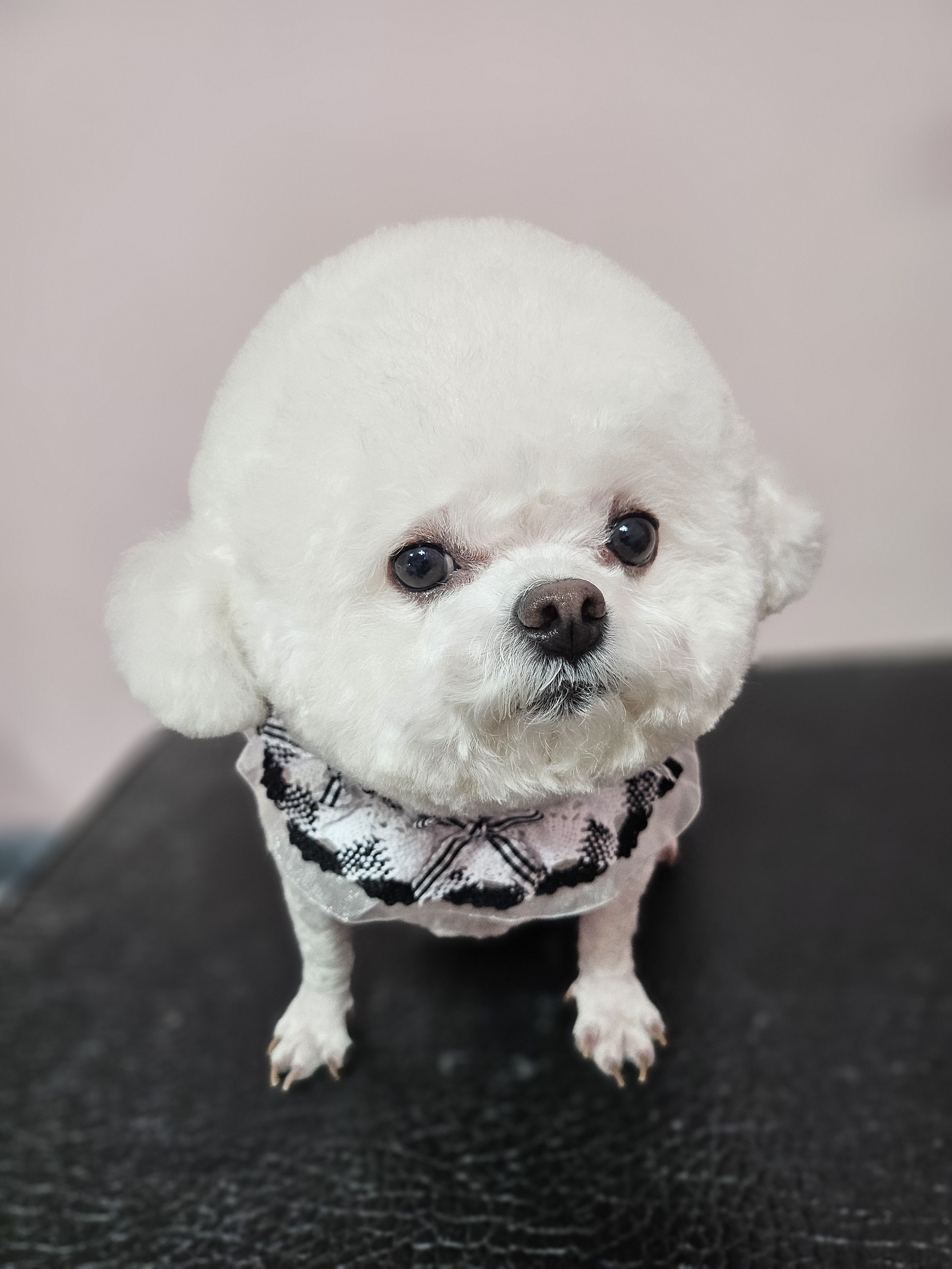 멍멍애견미용 대표 이미지
