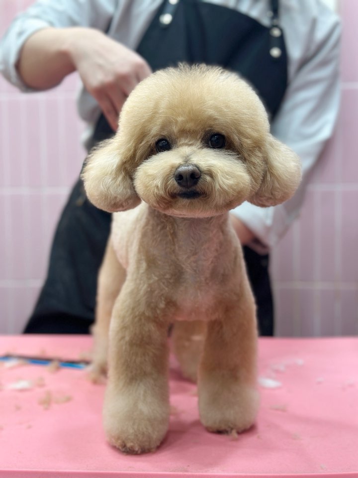 플레이도그 대표 이미지