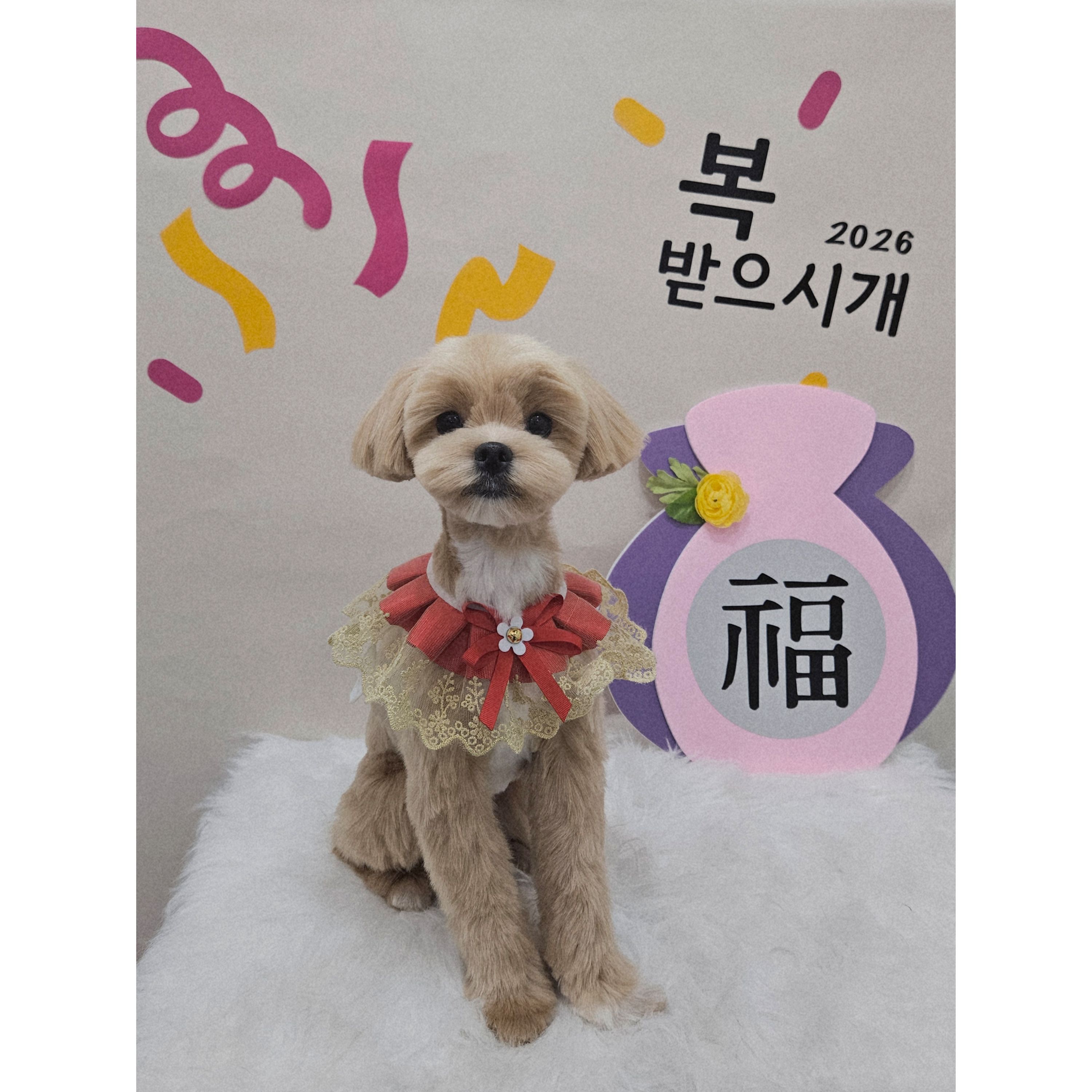 봄댕 애견미용실 대표 이미지