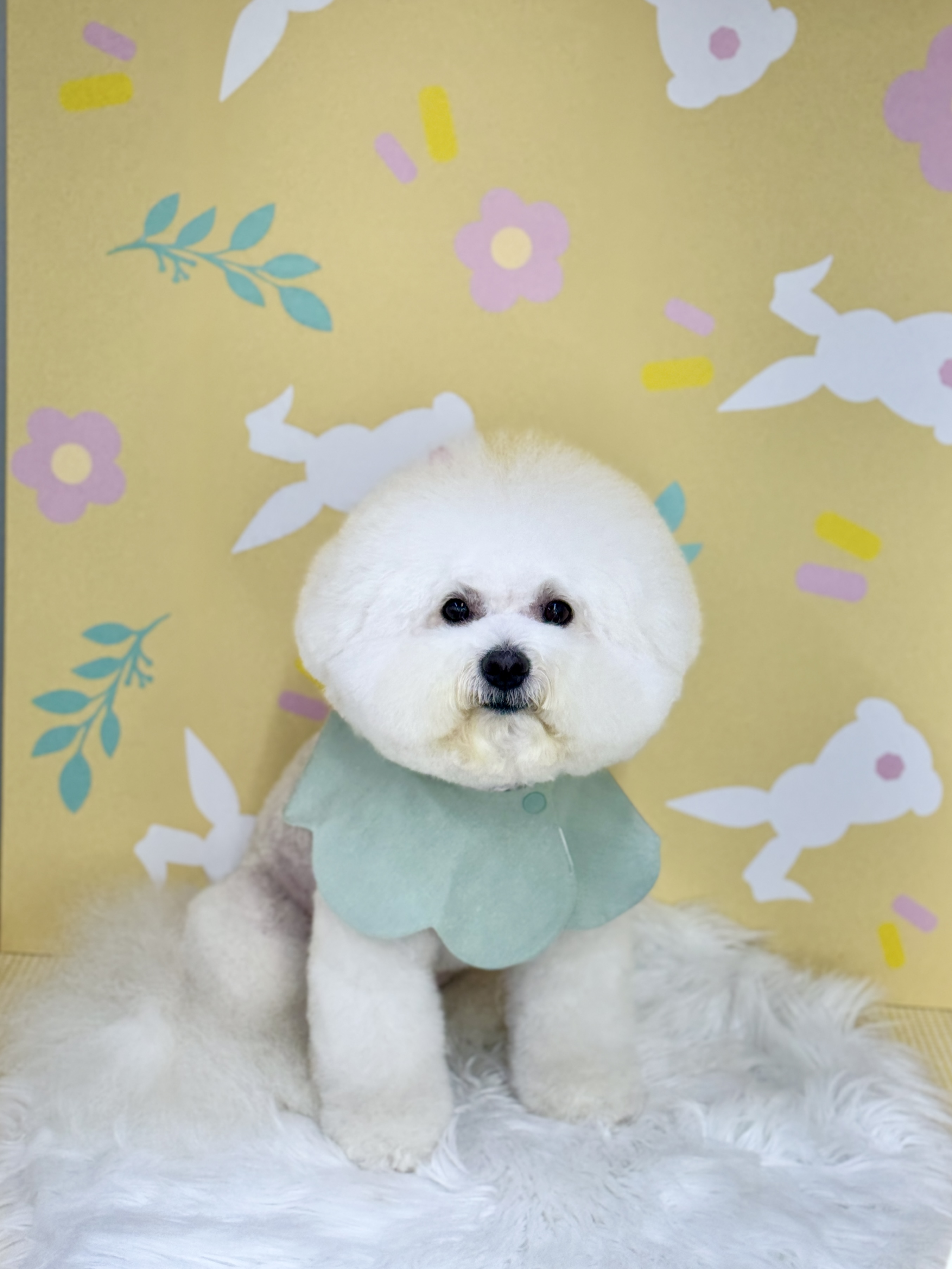 이리온댕댕 대표 이미지