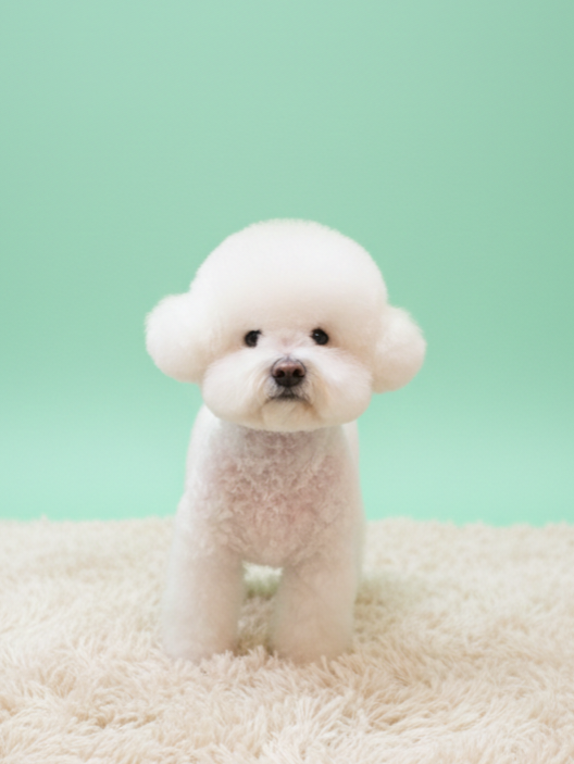 욜랑욜랑 대표 이미지