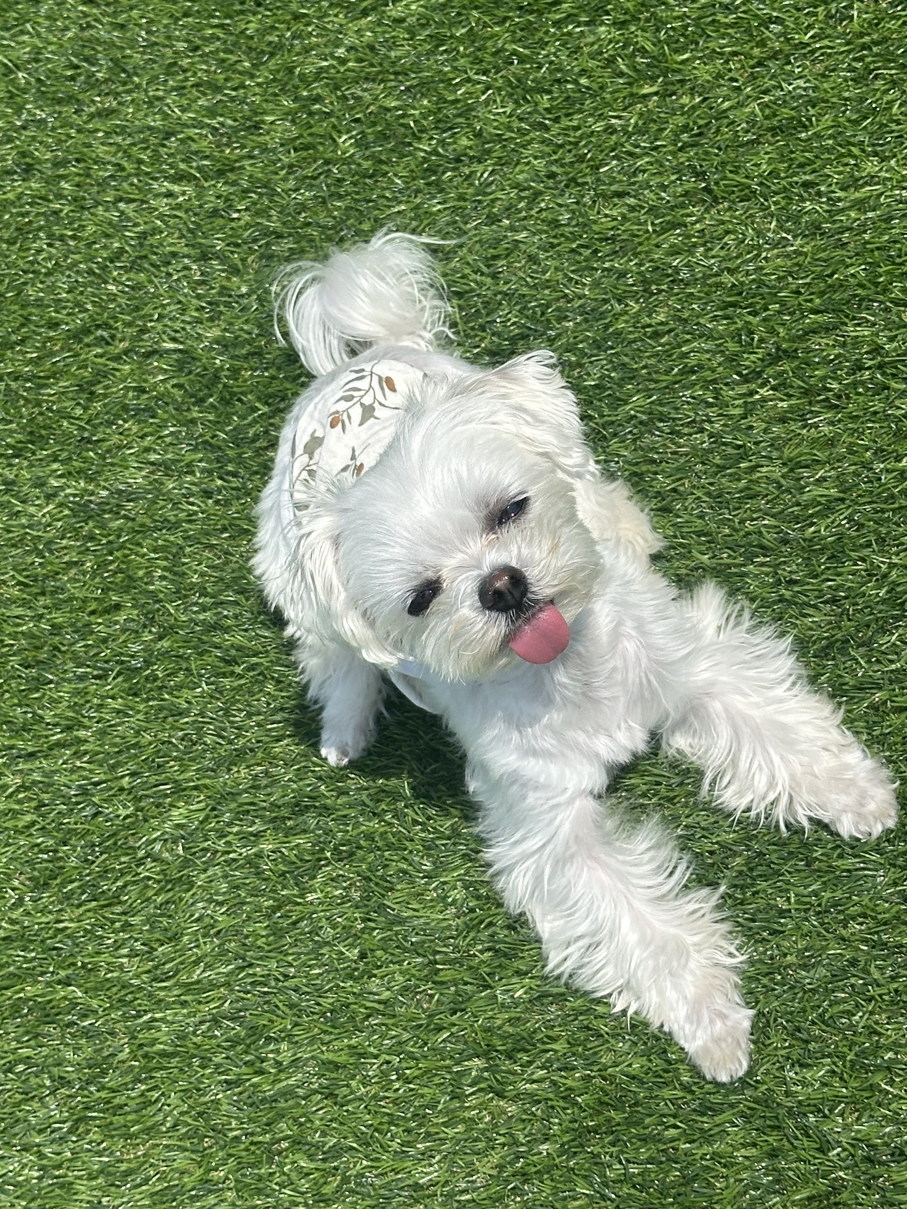 빵아지 대표 이미지
