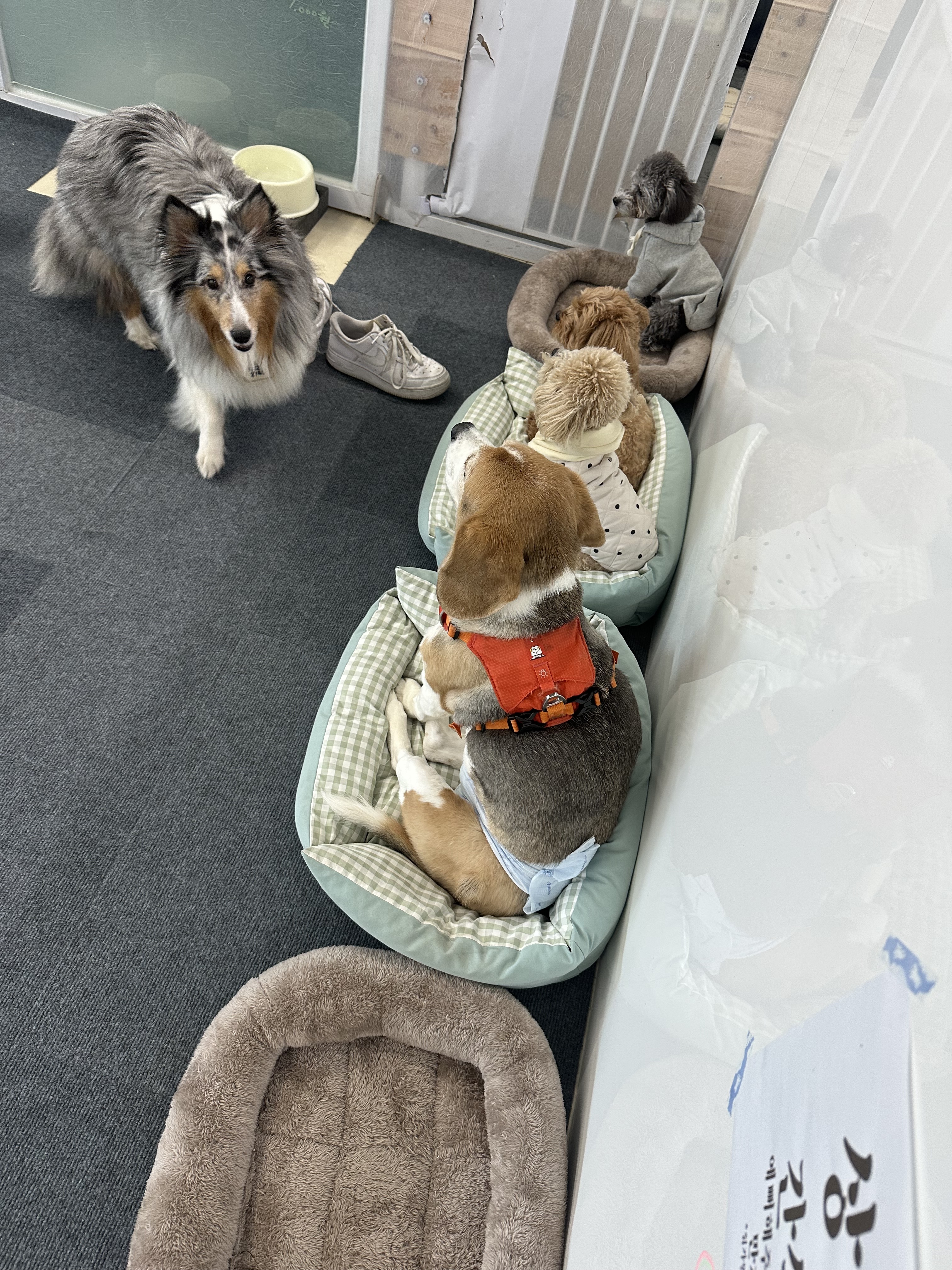 빵아지 대표 이미지