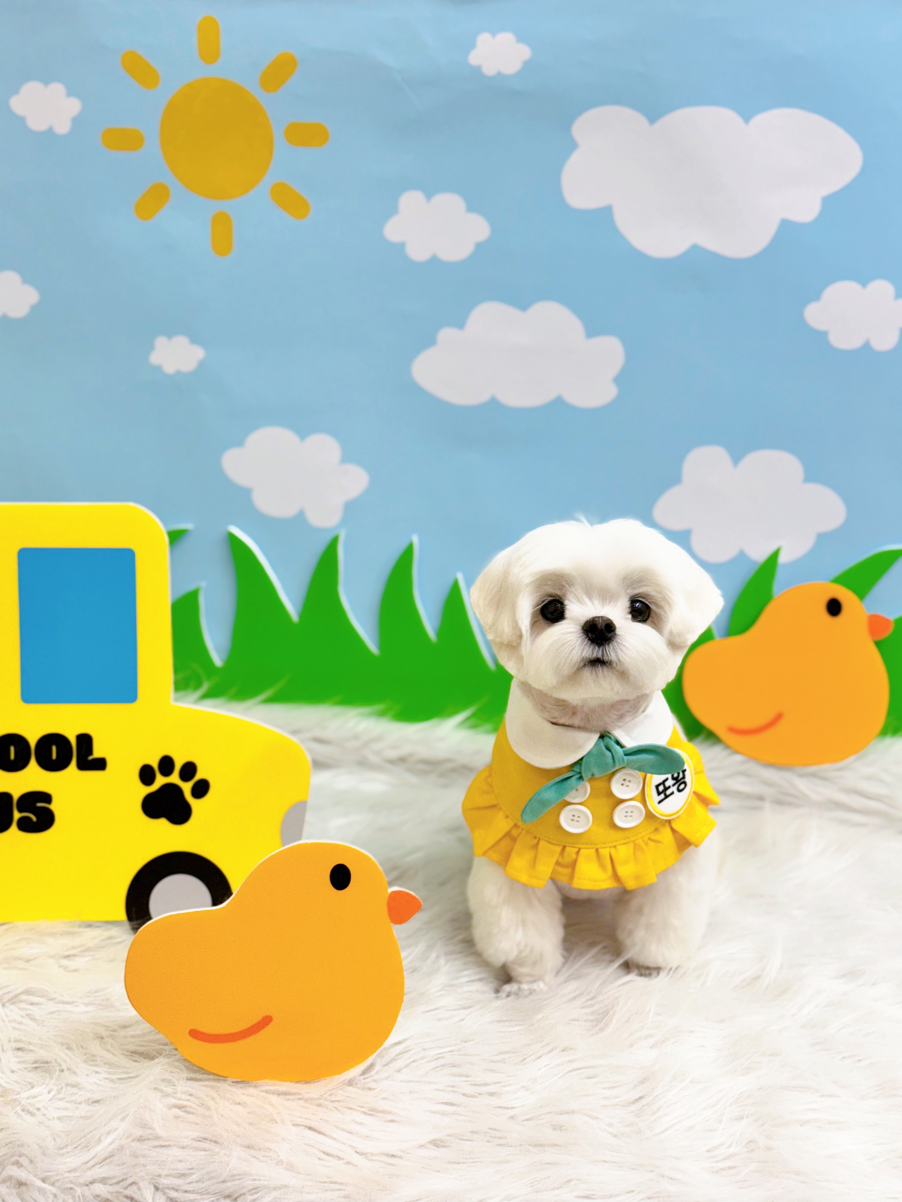 또왕또왕 Dog Salon 대표 이미지