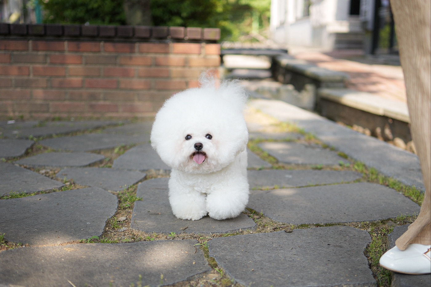 엘르펫살롱 대표 이미지