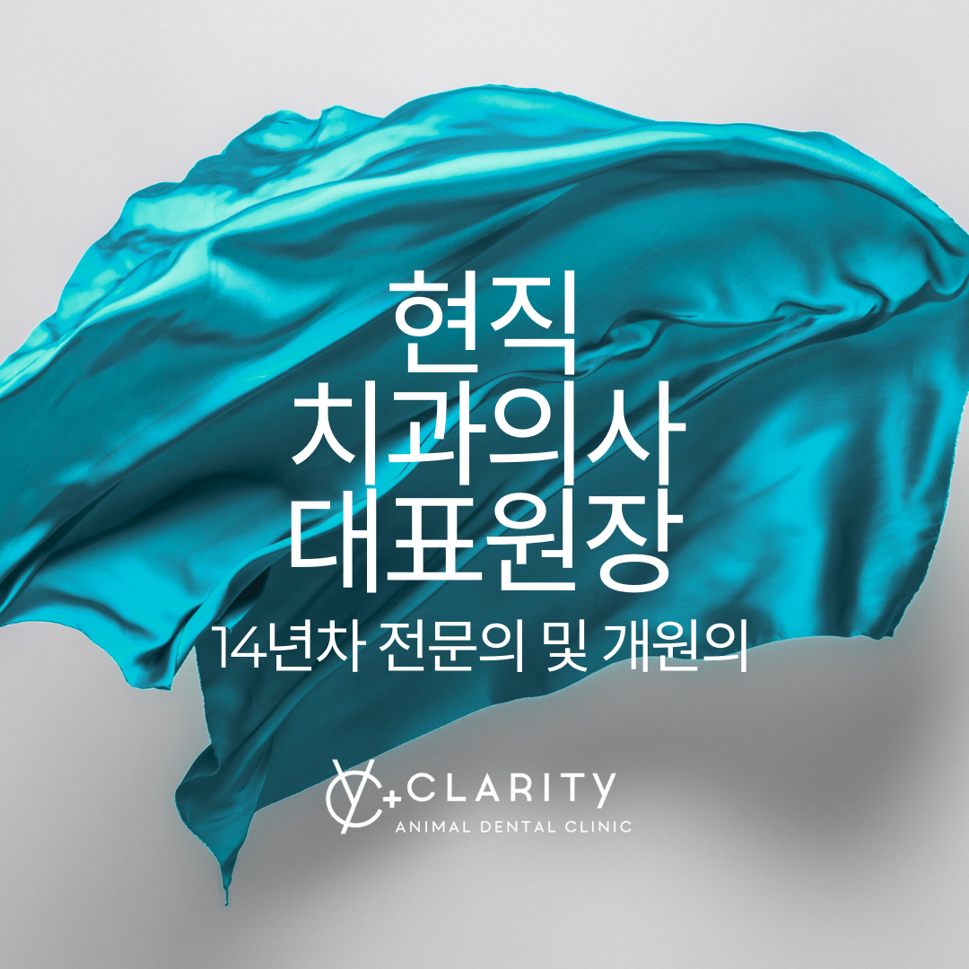 클라리티 동물치과병원 대표 이미지