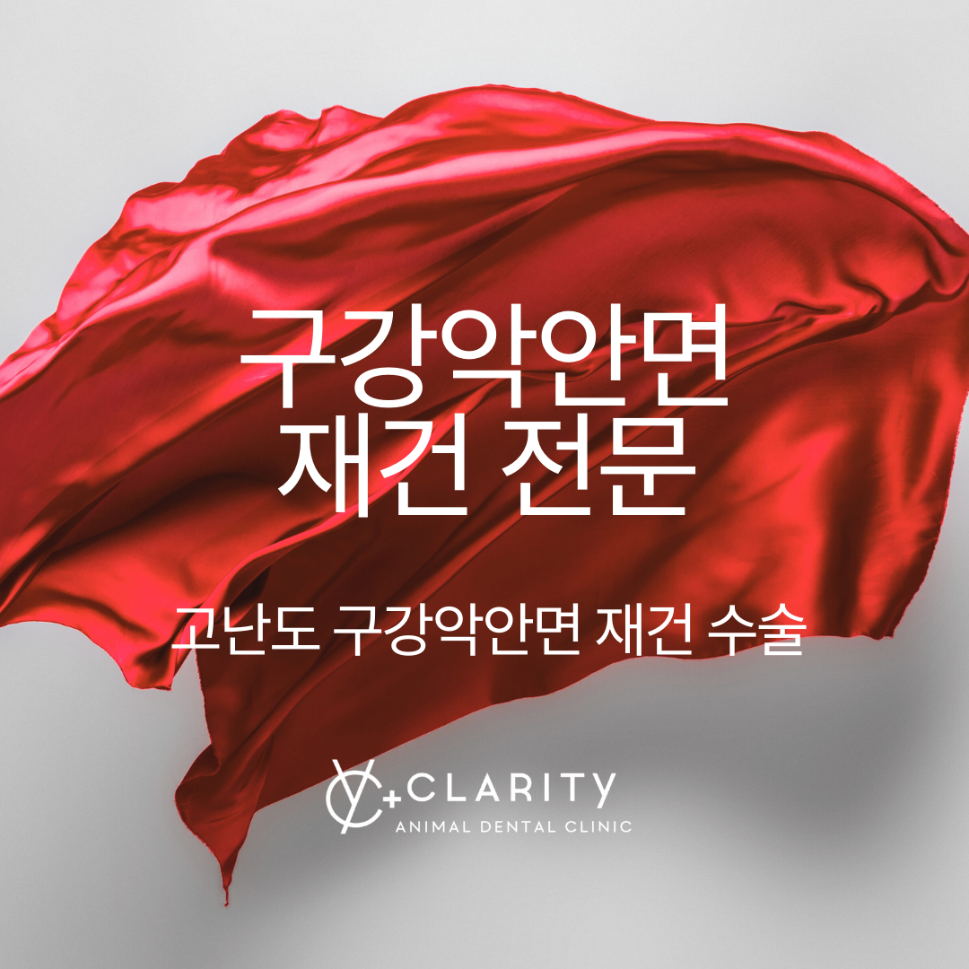 클라리티 동물치과병원 대표 이미지