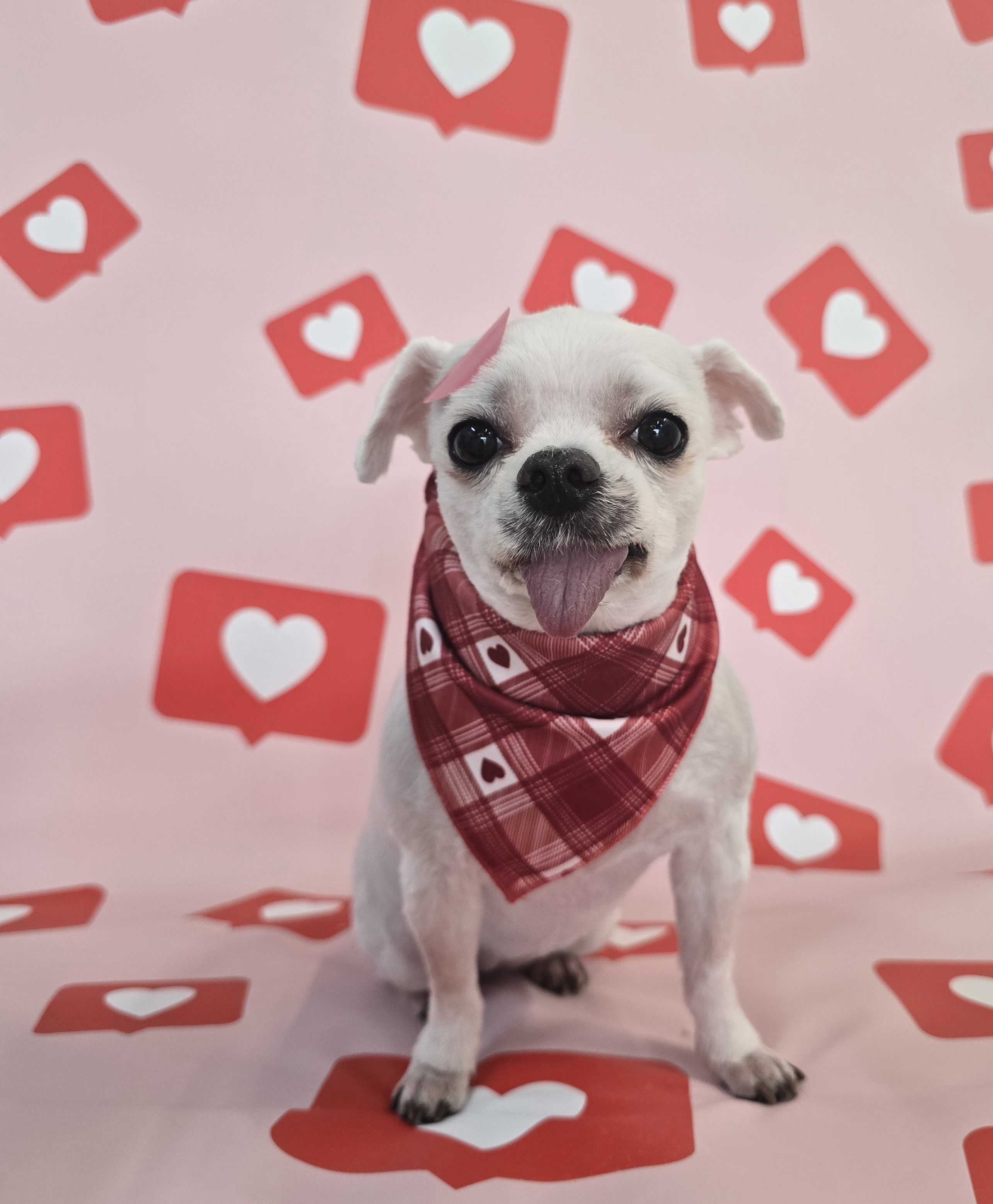 펫클래식 대표 이미지