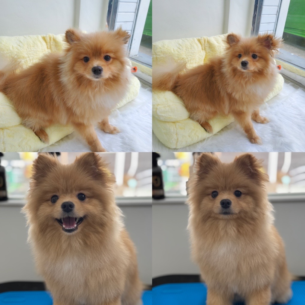 뽀숑이즈백 대표 이미지
